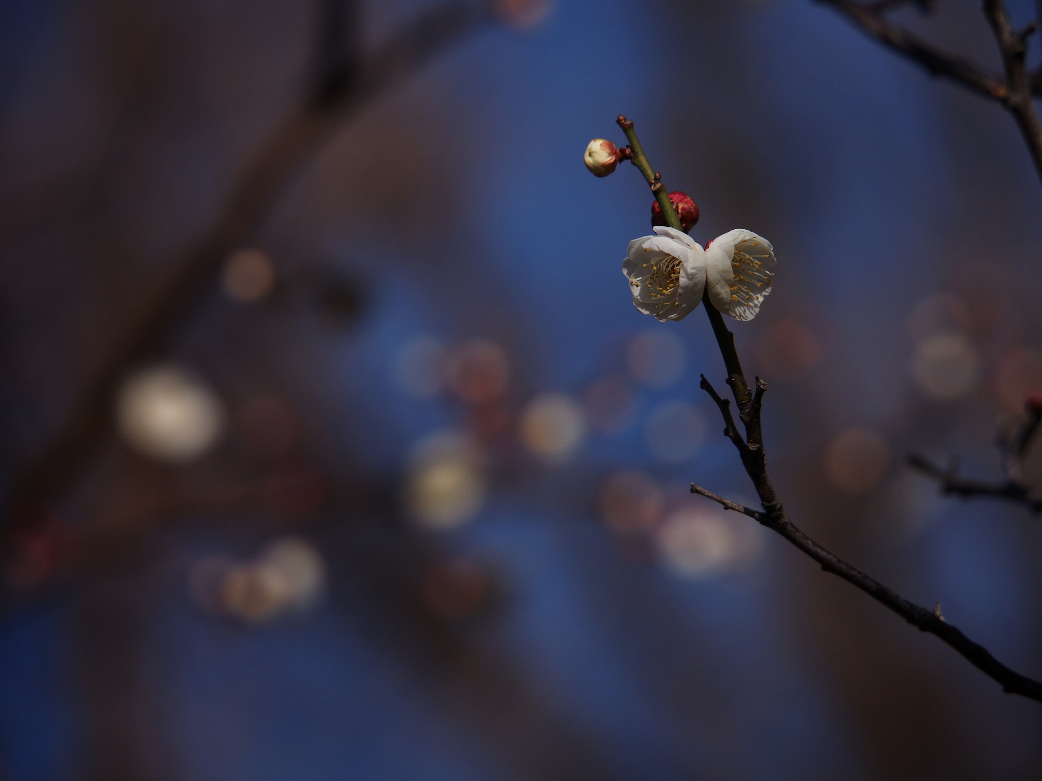 Olympus PEN E-PM2 sample photo. Longing for spring photography