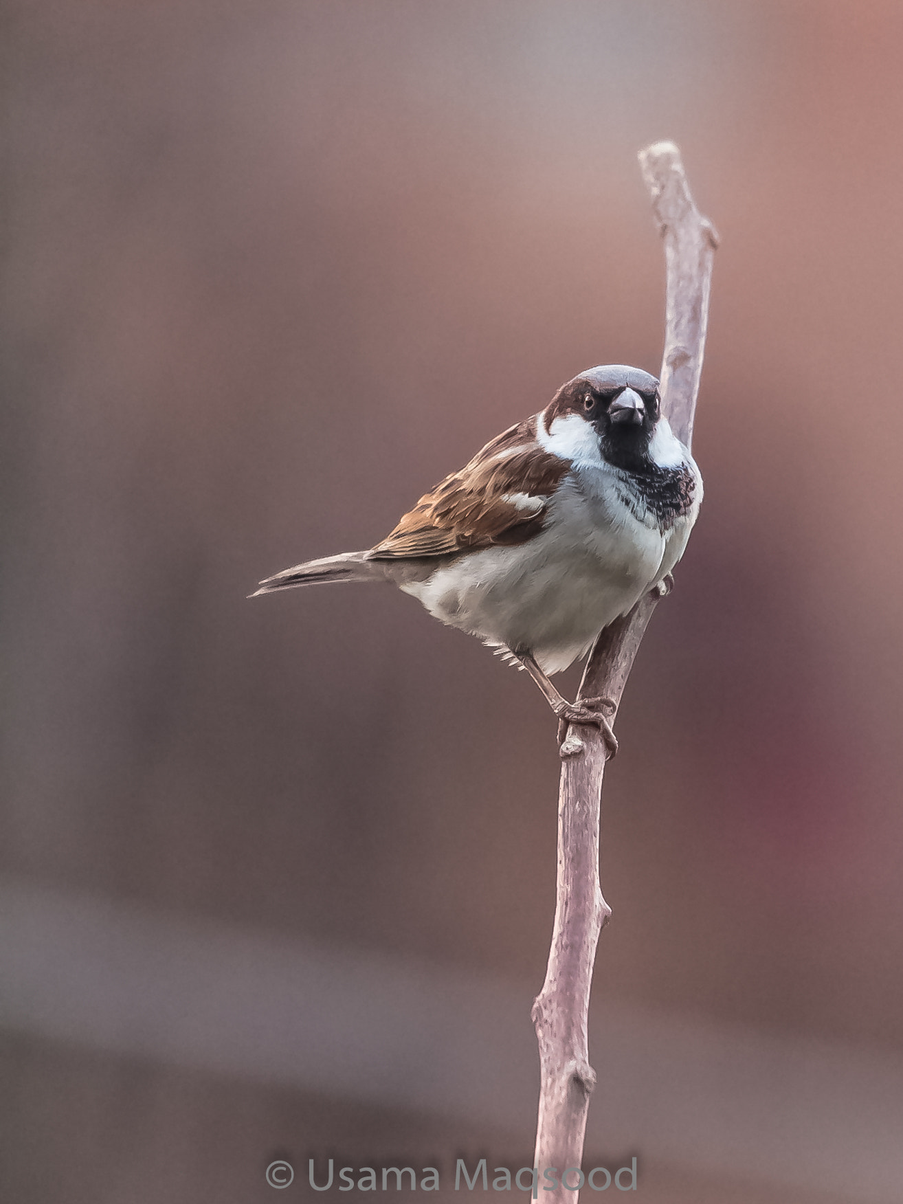 Canon EOS 60D sample photo. Angry bird photography