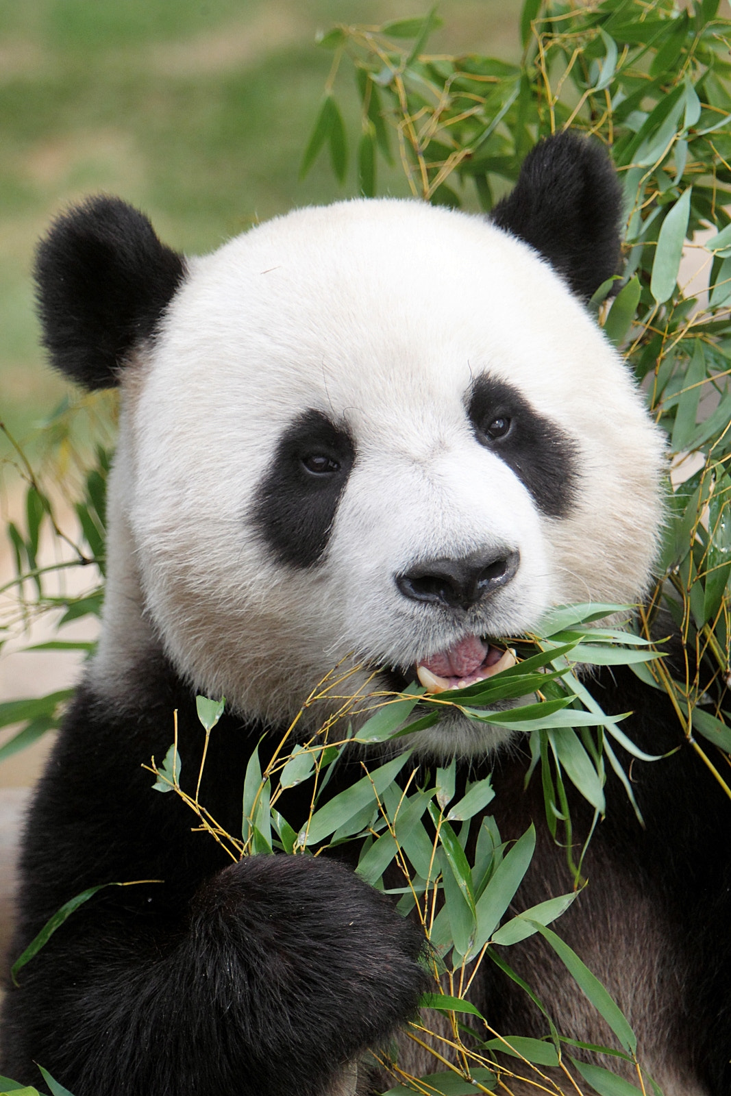 Canon EF 70-200mm F2.8L IS USM sample photo. Panda in everland photography