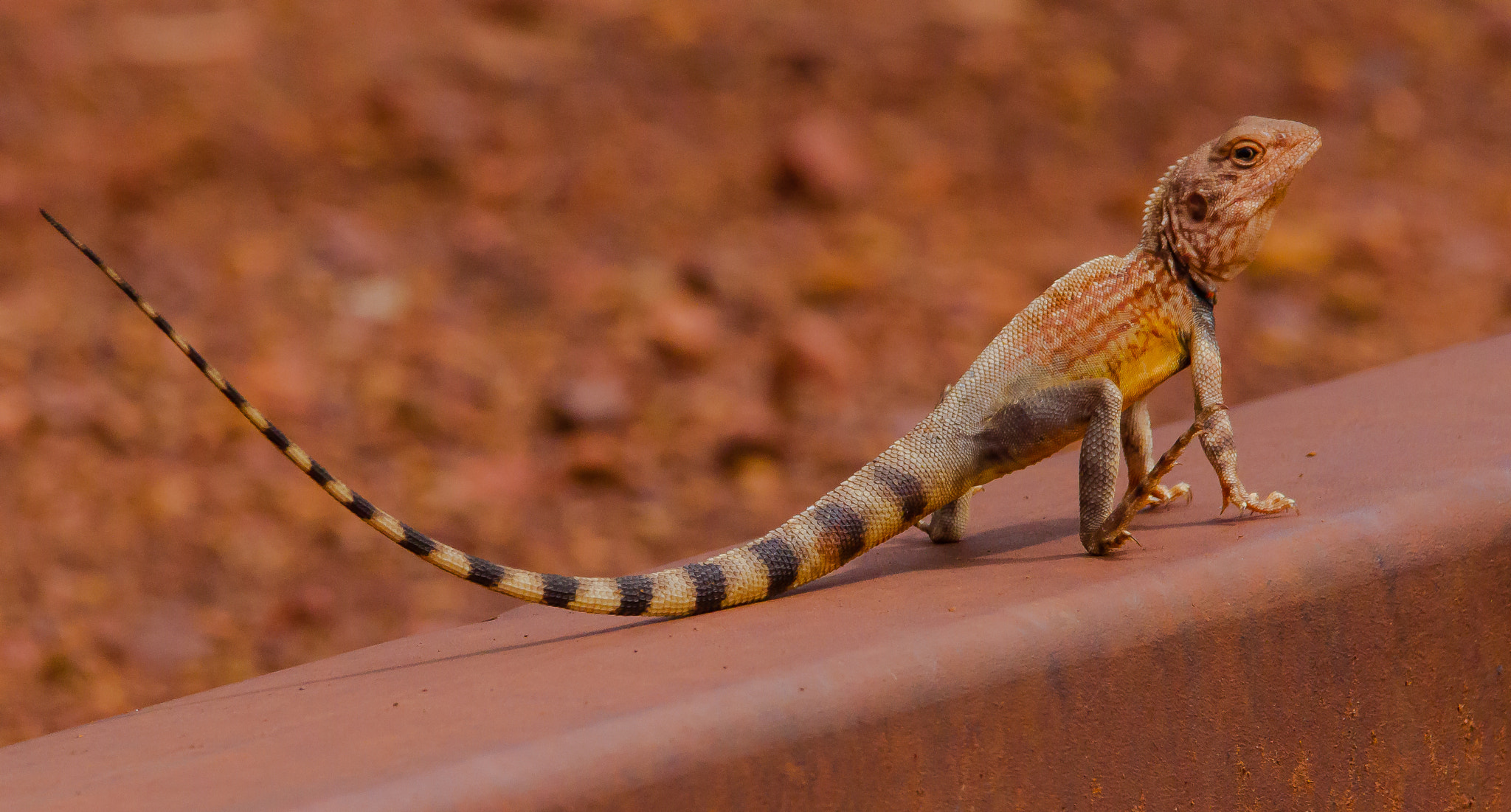 150-600mm F5-6.3 DG OS HSM | Contemporary 015 sample photo. Australia - karijini - ring tailed dragon photography