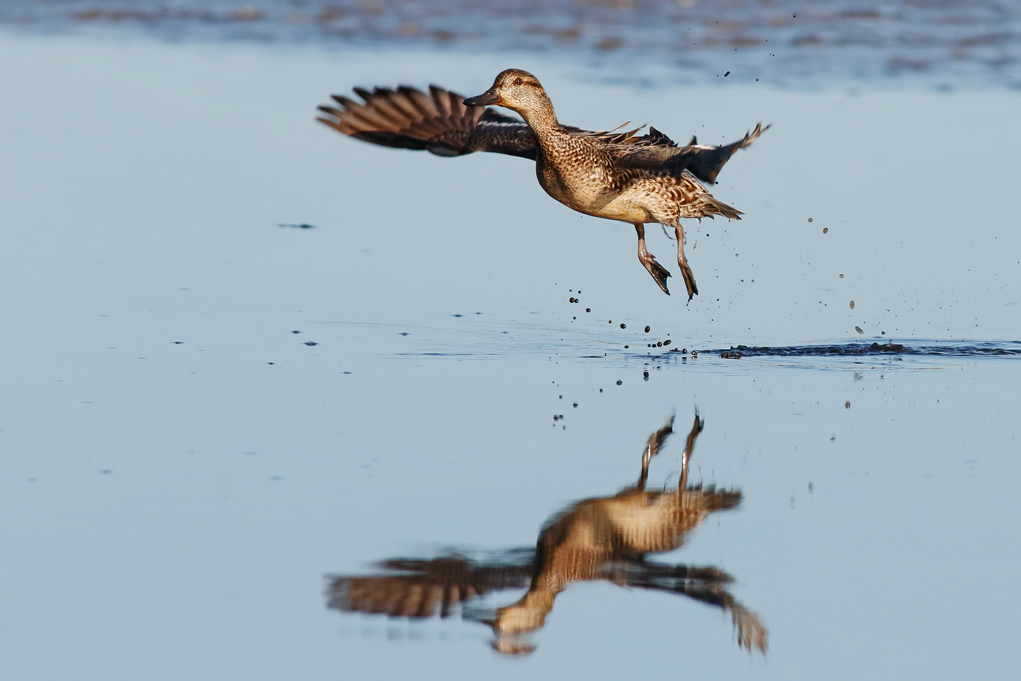 Canon EF 500mm f/4.5L sample photo. Taking-off photography