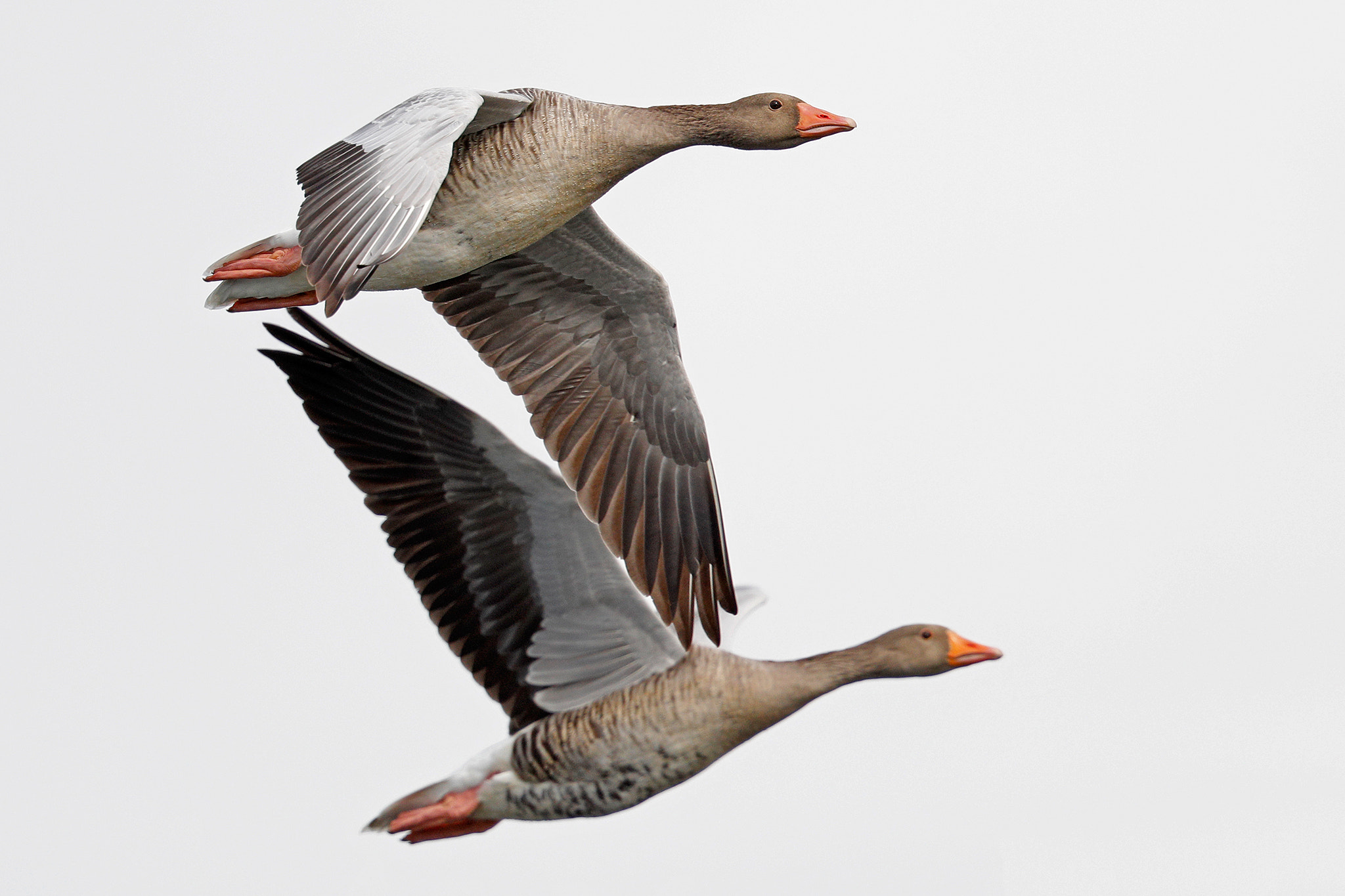 Canon EF 500mm F4L IS II USM sample photo. Wild geese photography