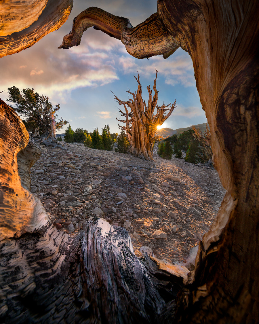 Sony a7R II + Canon EF 11-24mm F4L USM sample photo. Hanging out in a bristle cone photography