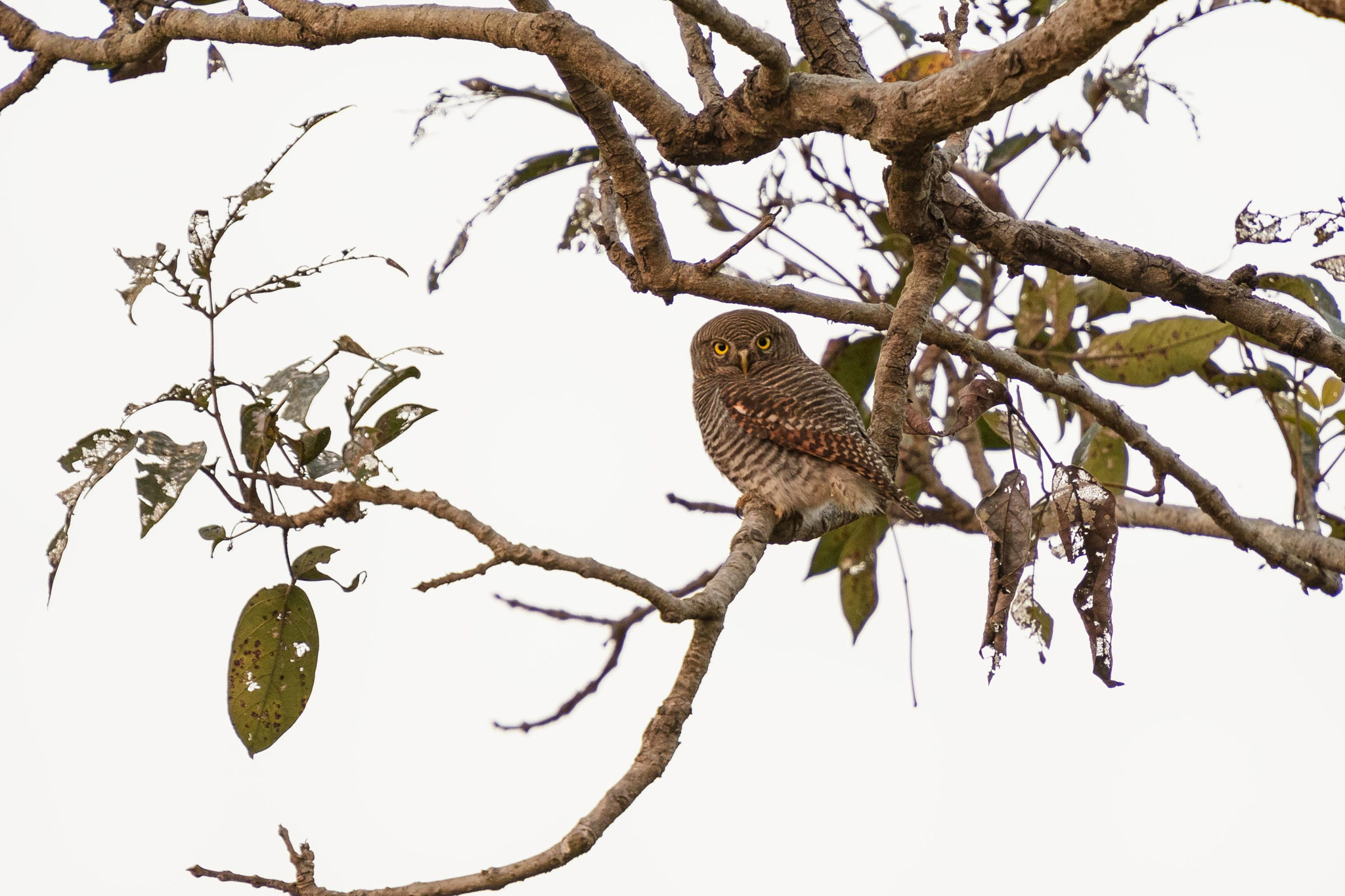 Nikon D500 sample photo. Jungle owlet photography