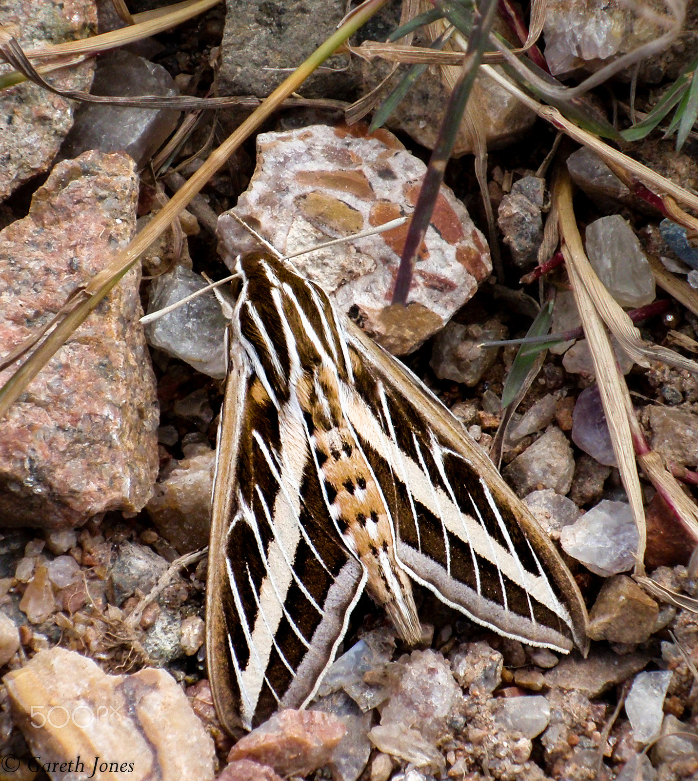 Olympus u9000,S9000 sample photo. White lined sphinx moth photography