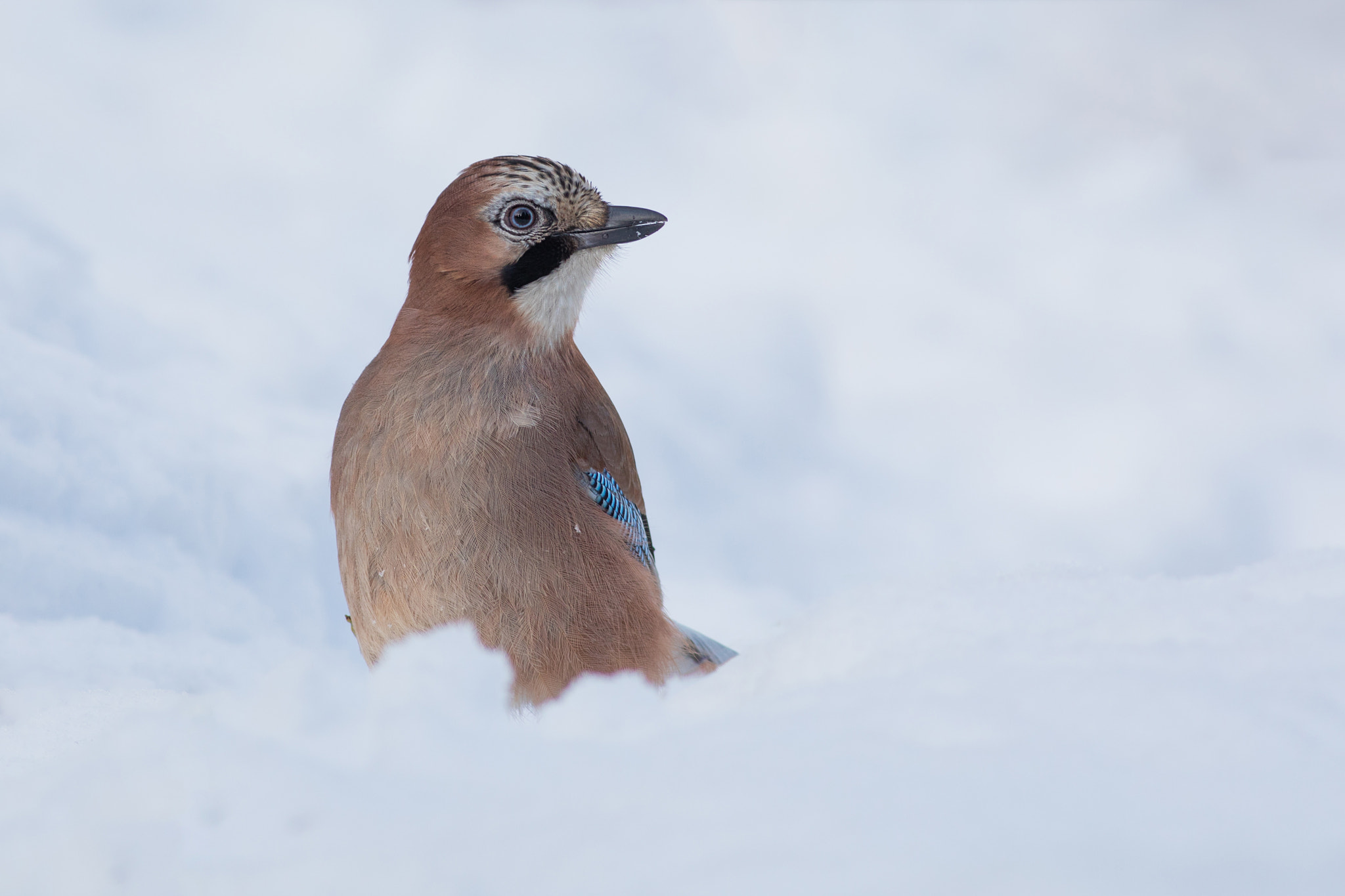 Canon EF 400mm F5.6L USM sample photo. Sojka obecná (garrulus glandarius) photography