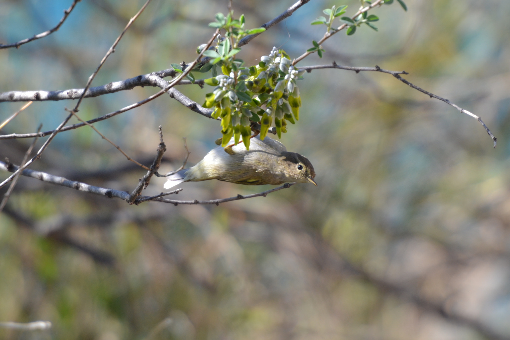 Nikon AF-S Nikkor 70-200mm F2.8G ED VR II sample photo. Bird photography