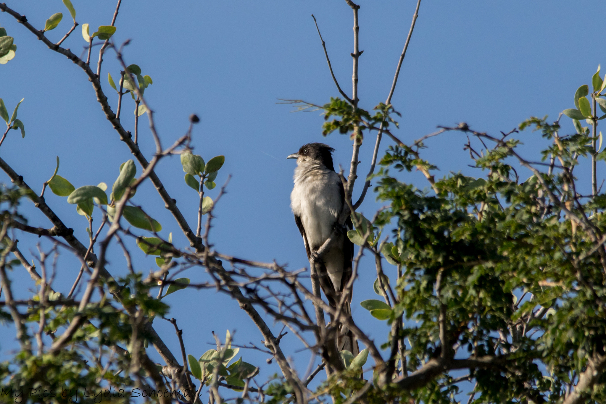 Sigma 150-500mm F5-6.3 DG OS HSM sample photo. Jacobin cuckoo photography
