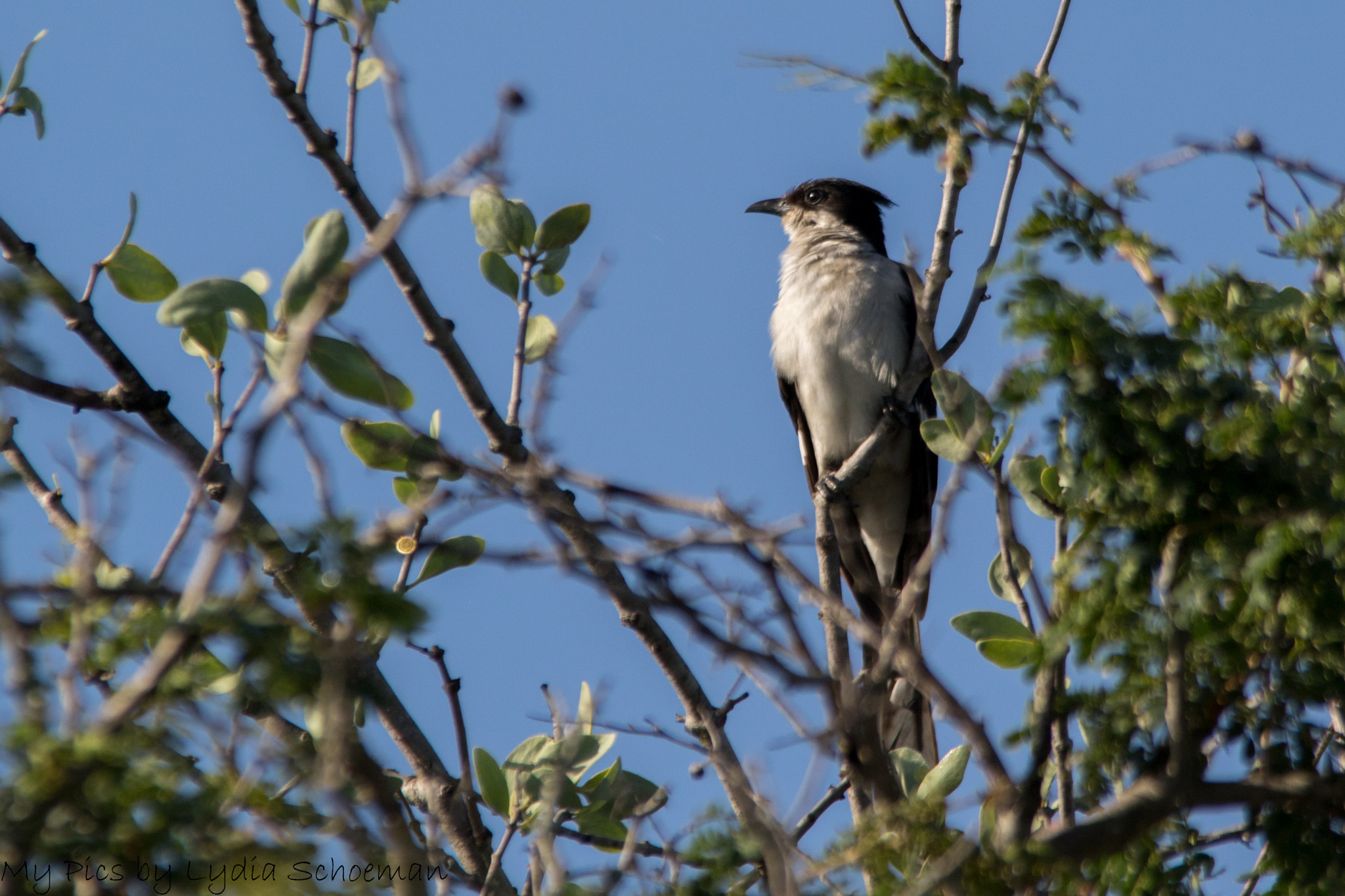 Sigma 150-500mm F5-6.3 DG OS HSM sample photo. Jacobin cuckoo photography