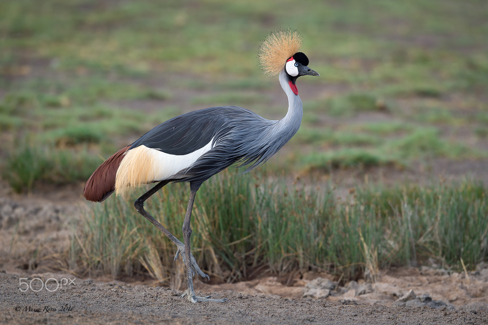 Nikon AF-S Nikkor 500mm F4E FL ED VR sample photo. Crowned crane - balearica regulorum . photography
