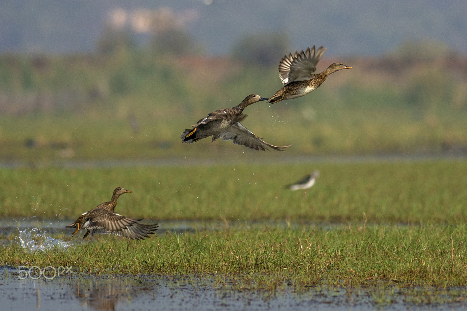 Nikon D7100 + Nikon AF-S Nikkor 300mm F4D ED-IF sample photo. Gadwall (anas strepera) photography