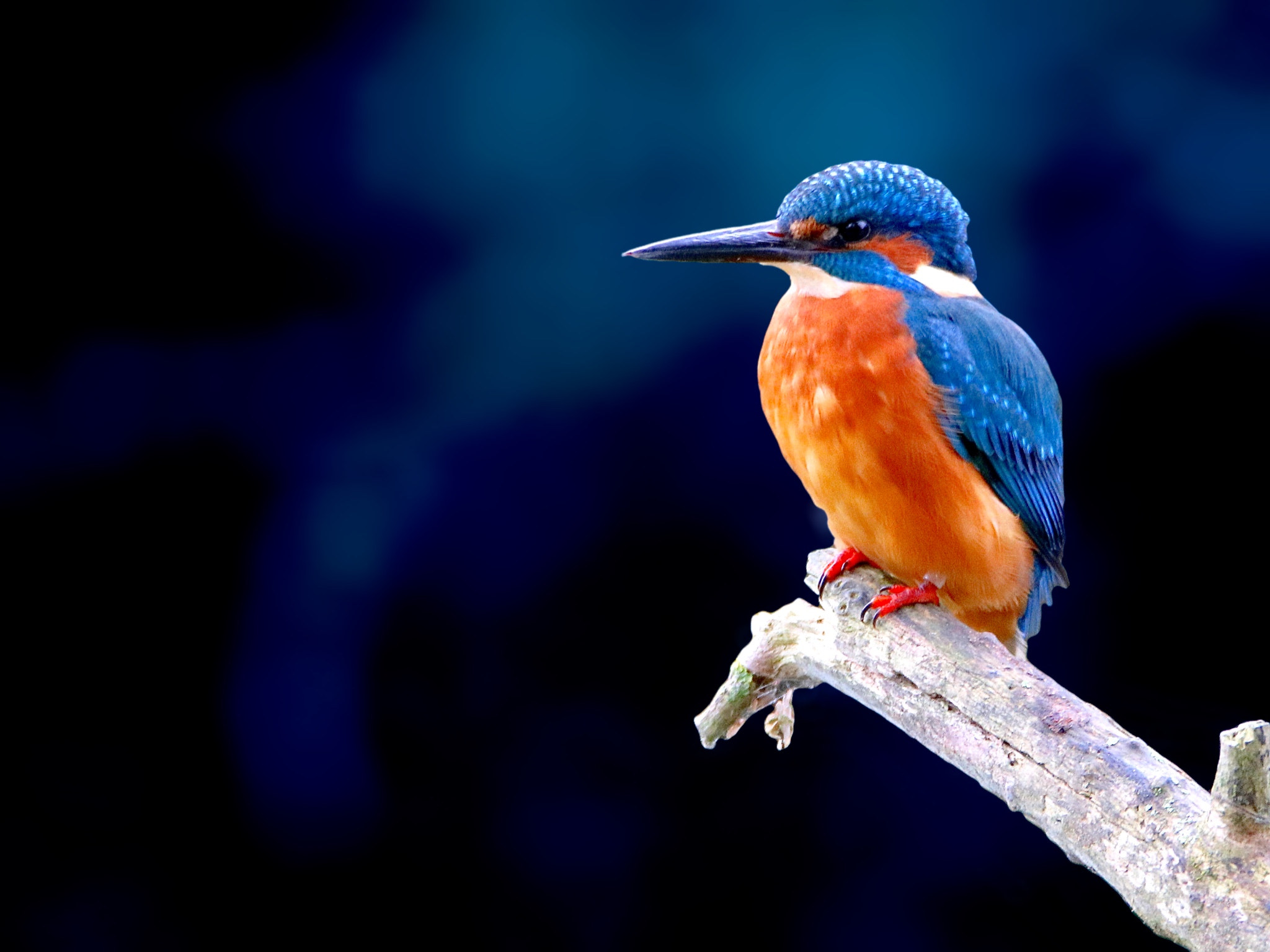 Tamron SP 150-600mm F5-6.3 Di VC USD sample photo. Kingfisher photography