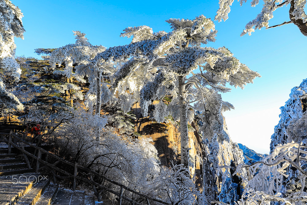 Canon EF 16-35mm F2.8L III USM sample photo. Trees and travelers() photography