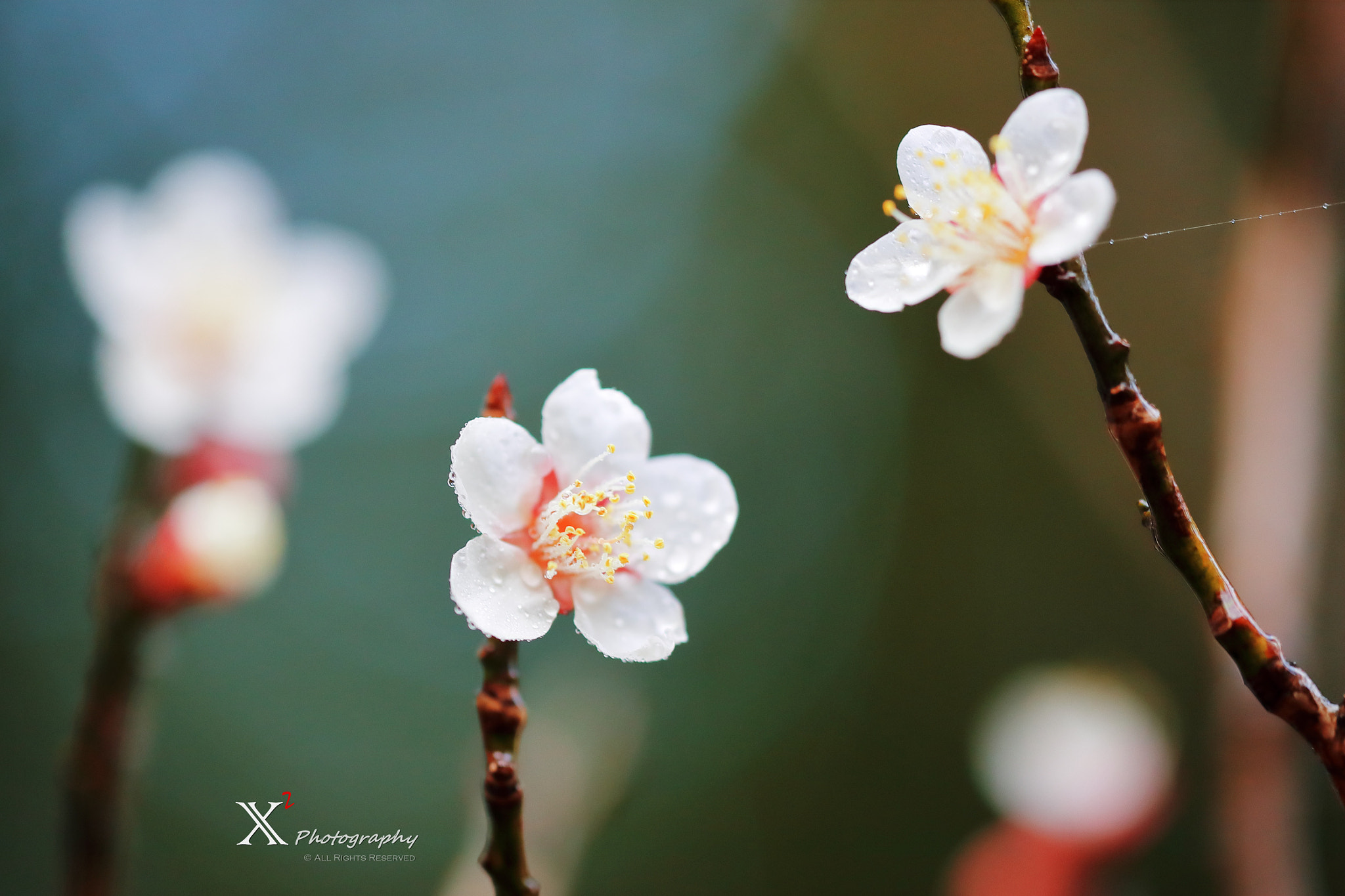 Canon EF 180mm F3.5L Macro USM sample photo. Wintersweet 梅花 photography