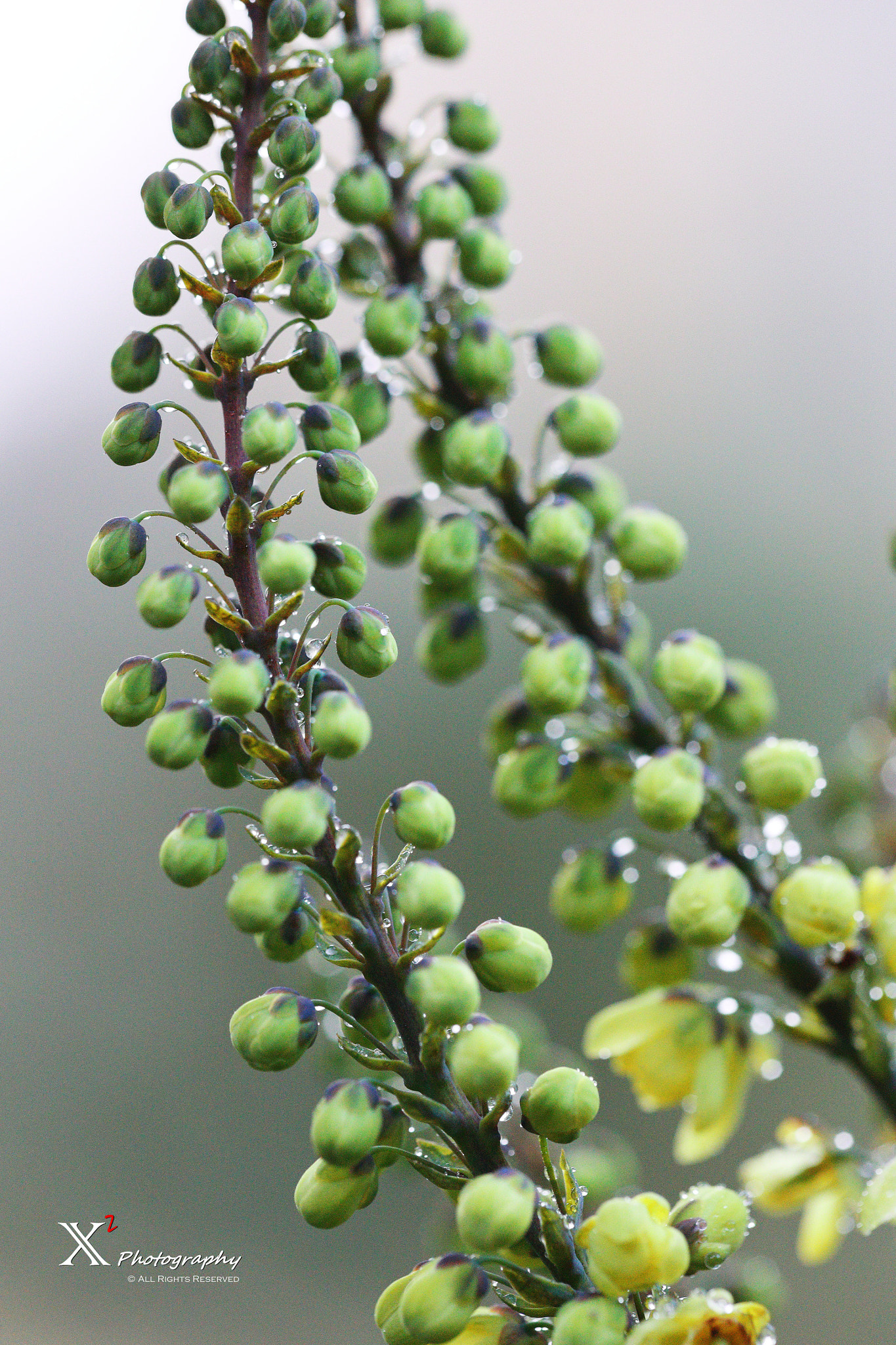 Canon EF 180mm F3.5L Macro USM sample photo. Spring photography