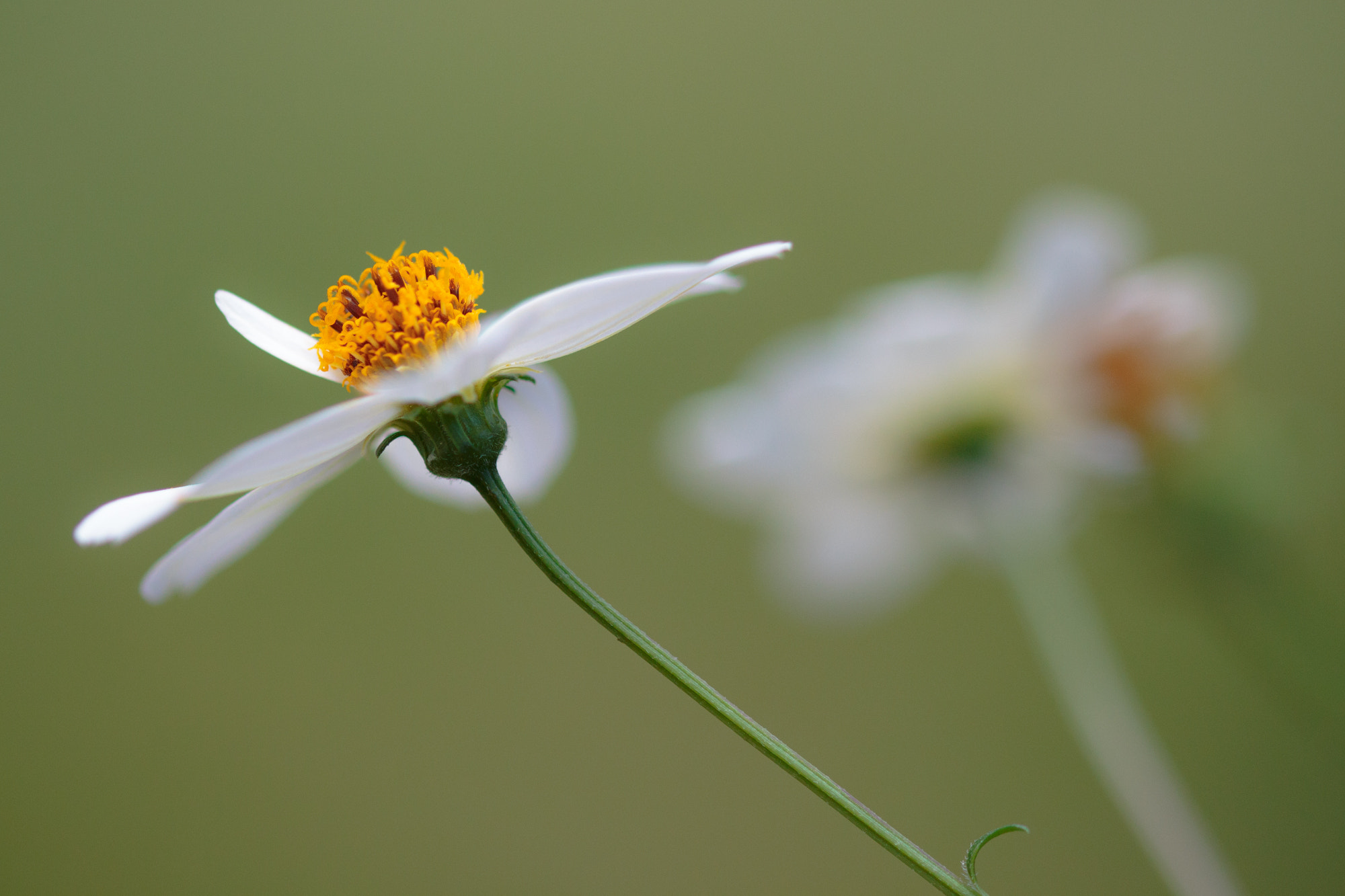 Sigma 105mm F2.8 EX DG OS HSM sample photo. Nature photography