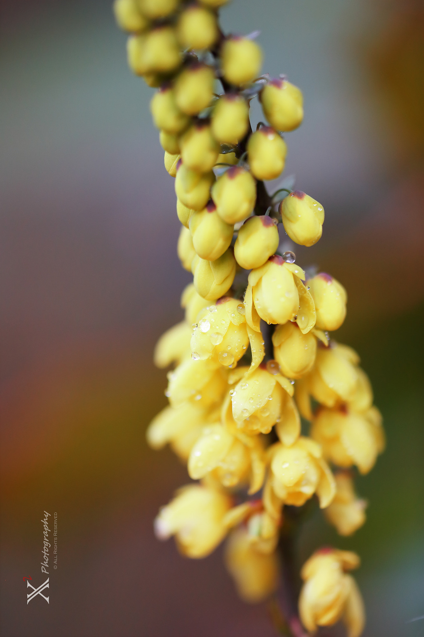 Canon EF 180mm F3.5L Macro USM sample photo