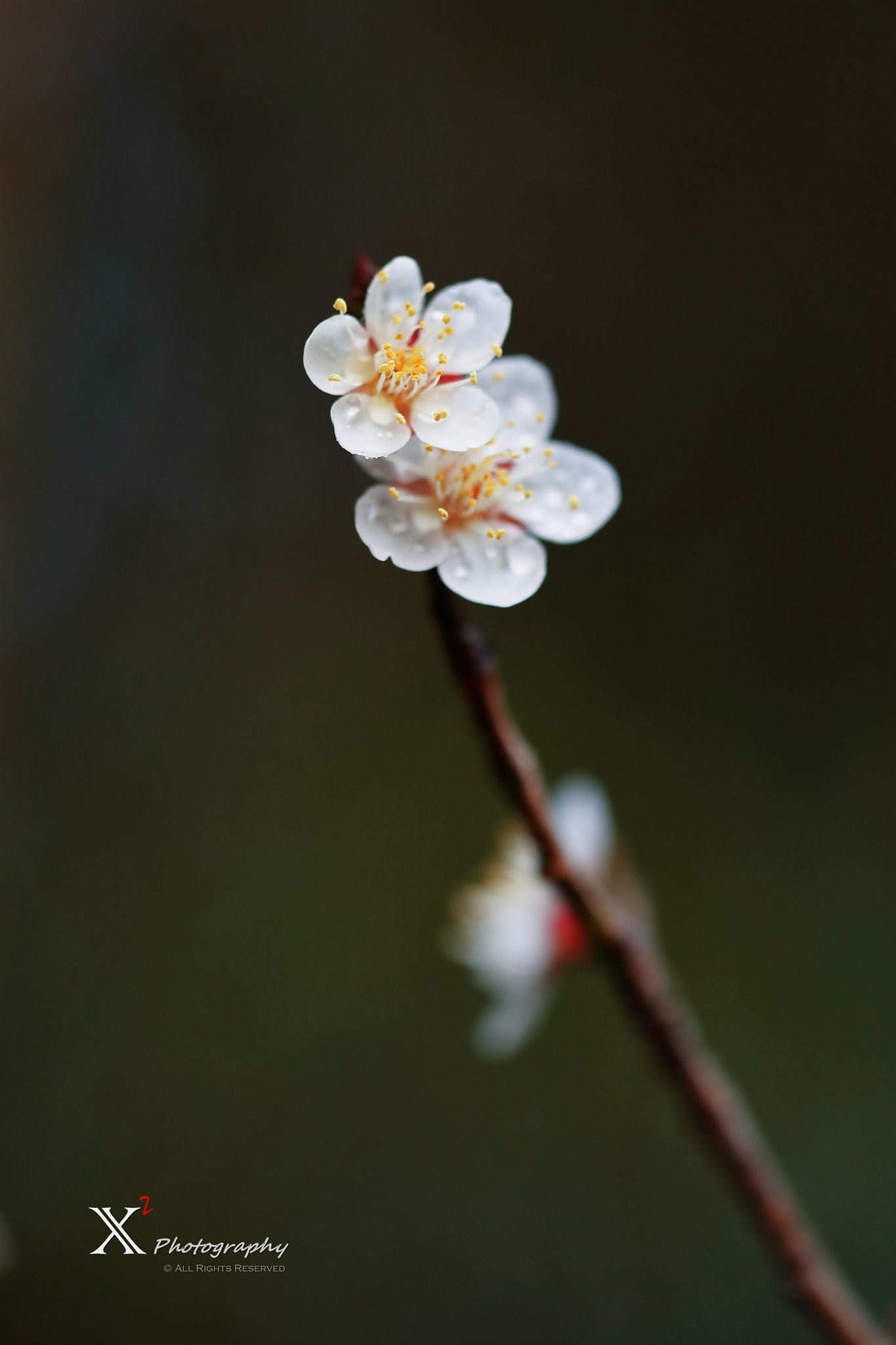 Canon EF 180mm F3.5L Macro USM sample photo