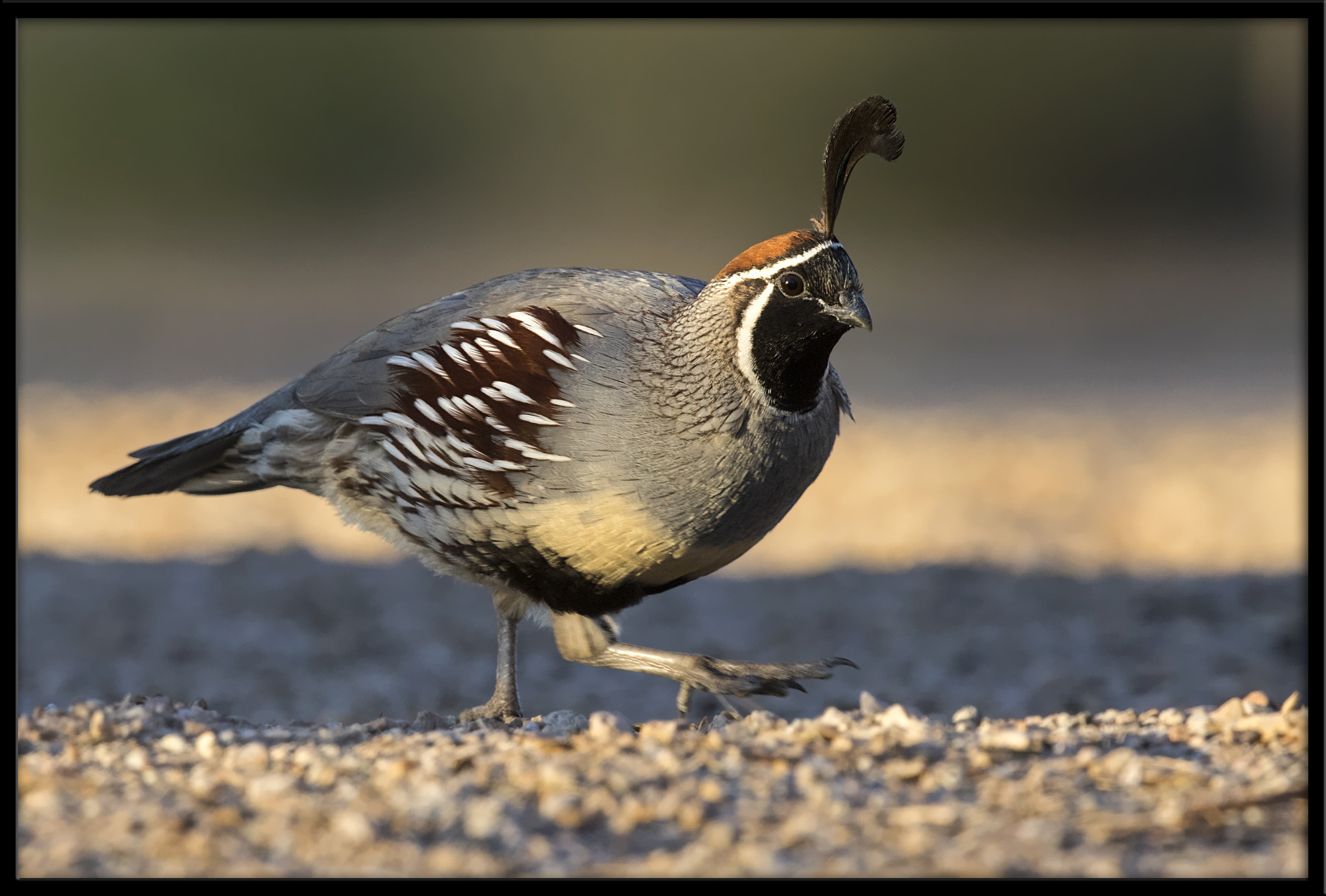 Canon EF 500mm F4L IS II USM sample photo. Gambel's quail photography