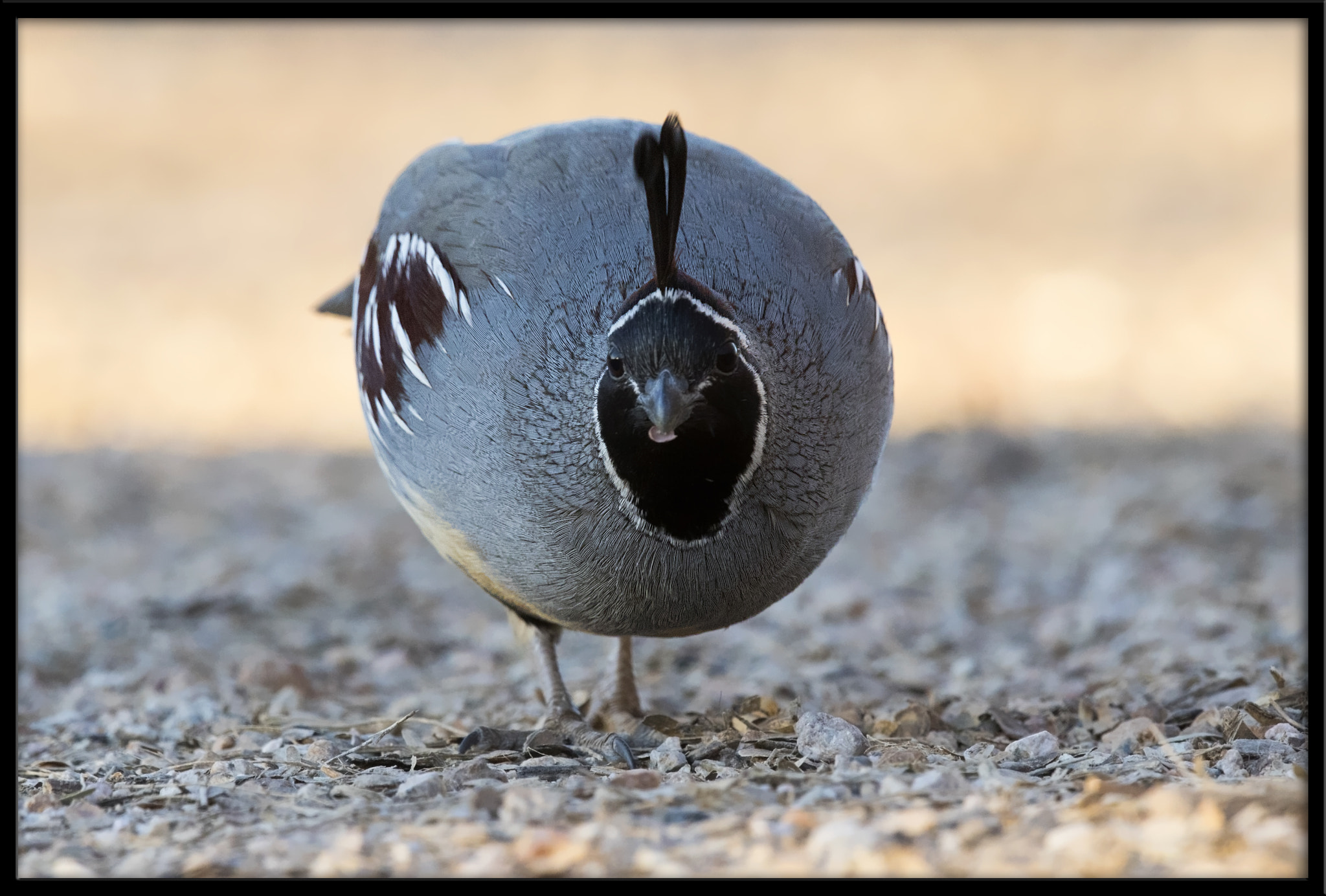 Canon EF 500mm F4L IS II USM sample photo. Gambel's quail photography