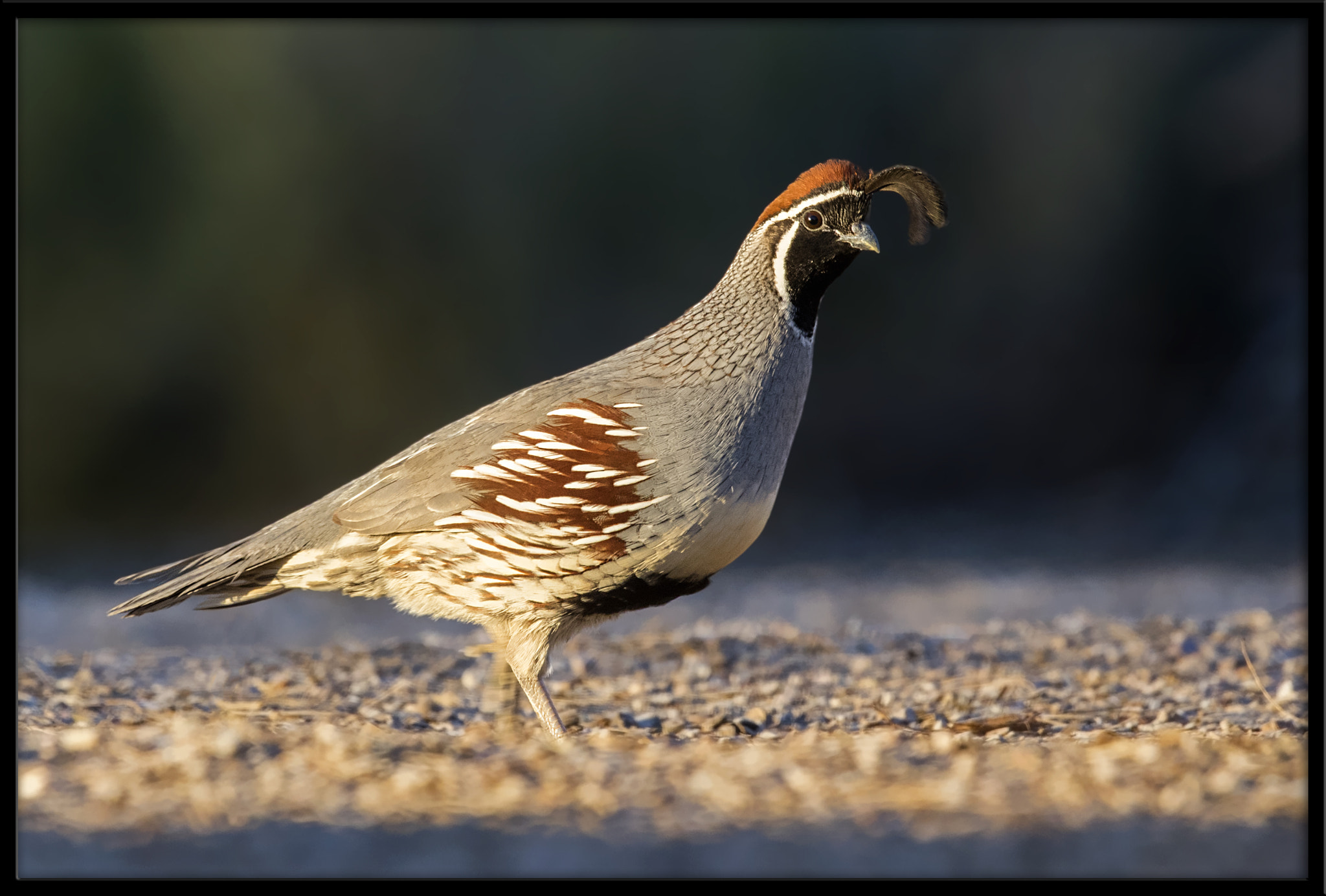 Canon EF 500mm F4L IS II USM sample photo. Gambel's quail photography