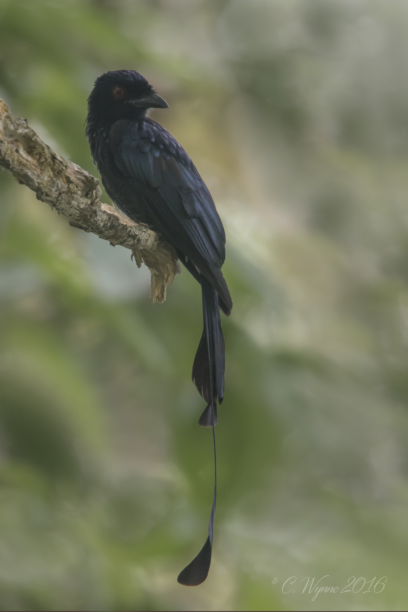 Nikon Nikkor AF-S 300mm F4E PF ED VR sample photo. Greater racket-tailed drongo photography