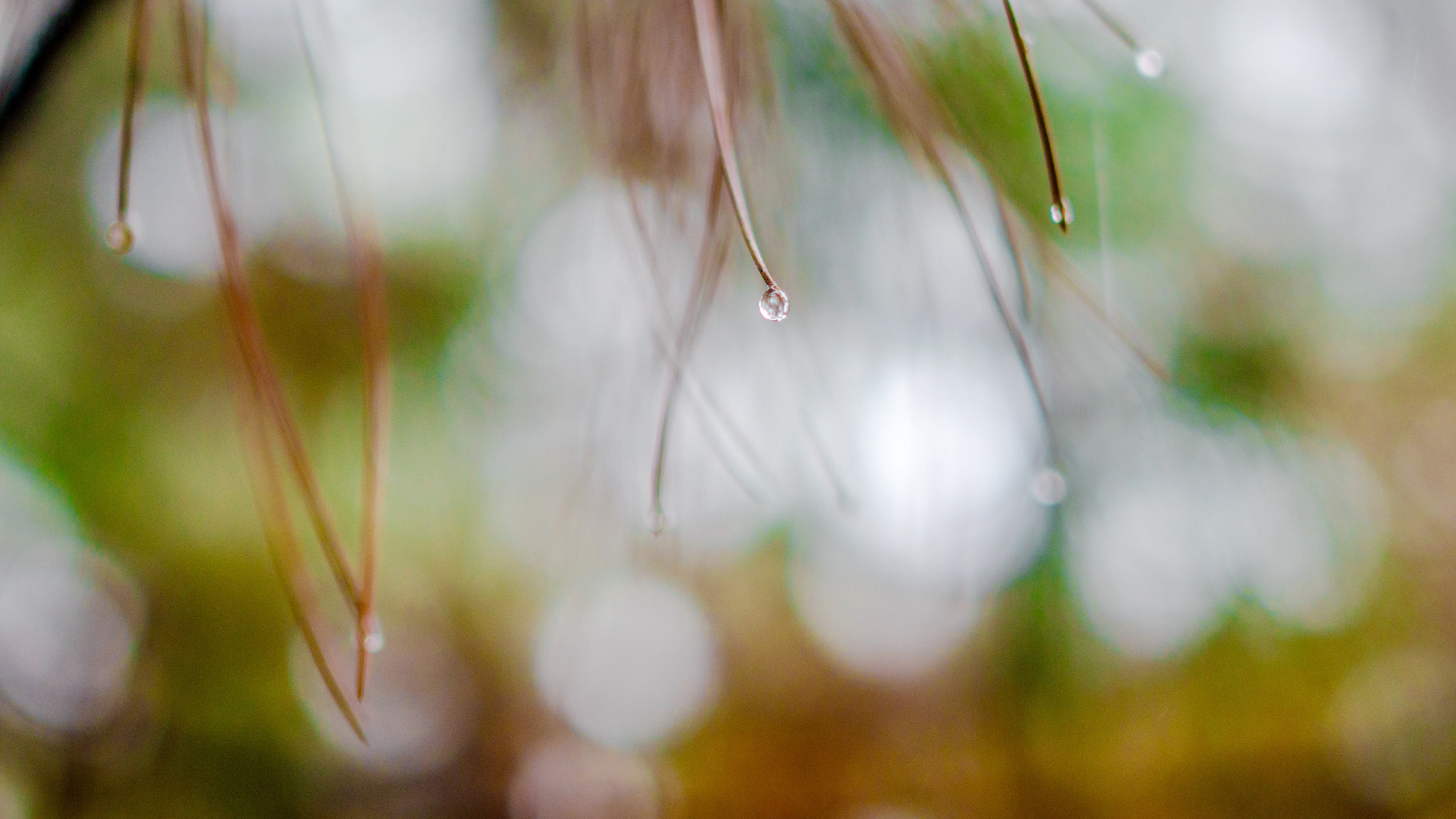 Nikon D7000 sample photo. Shot in the spring rain in the nanjing normal university in xianlin district photography