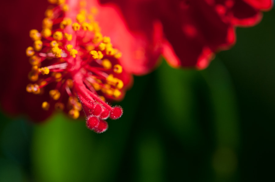 Nikon AF-S Micro-Nikkor 60mm F2.8G ED sample photo. In your face photography