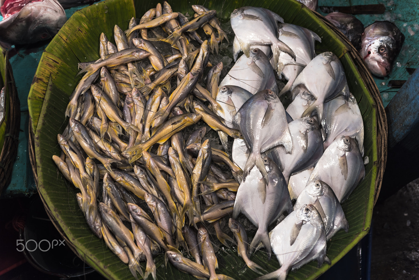 Nikon D750 + AF Zoom-Nikkor 35-70mm f/2.8D sample photo. Something fishy photography