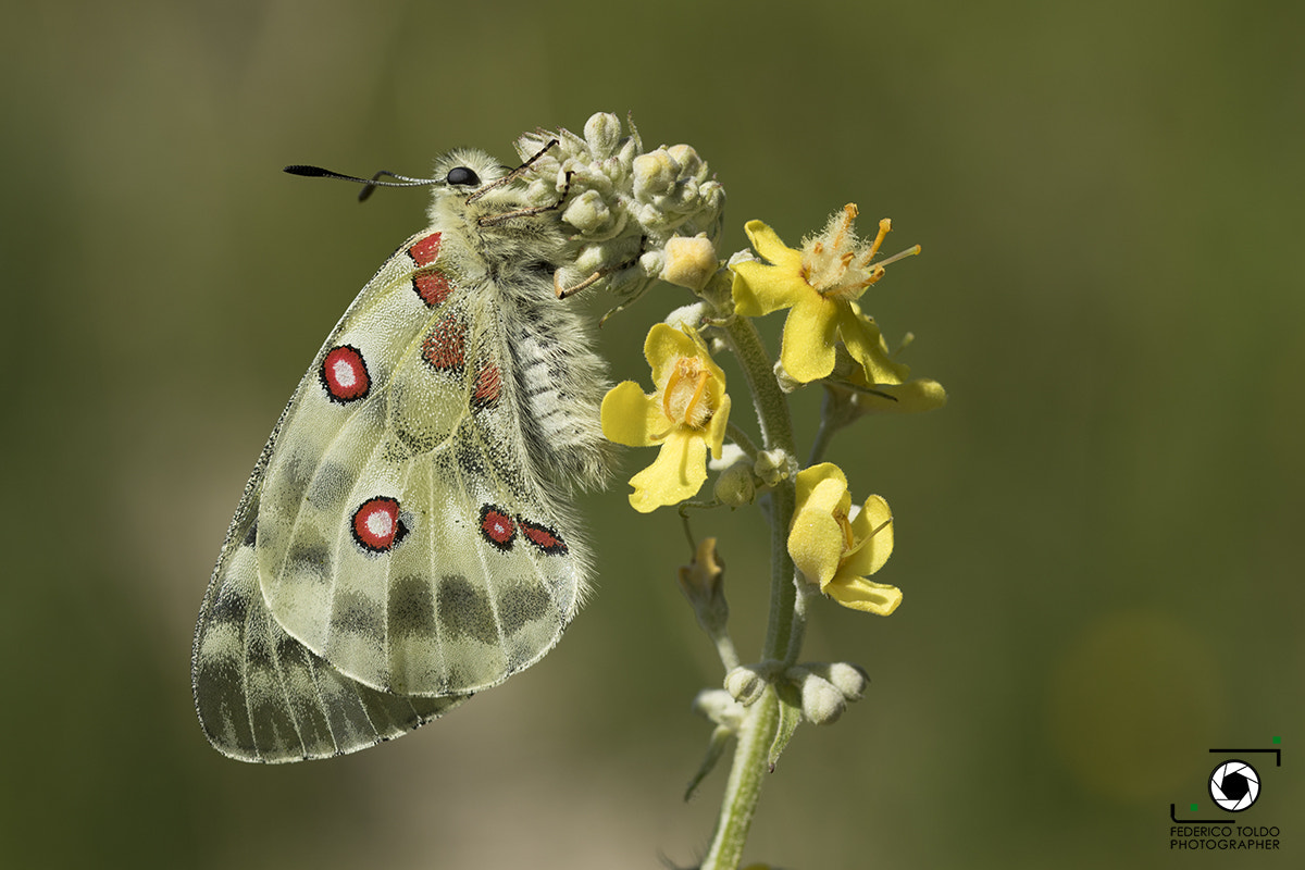 Sigma 105mm F2.8 EX DG OS HSM sample photo. Apollo photography