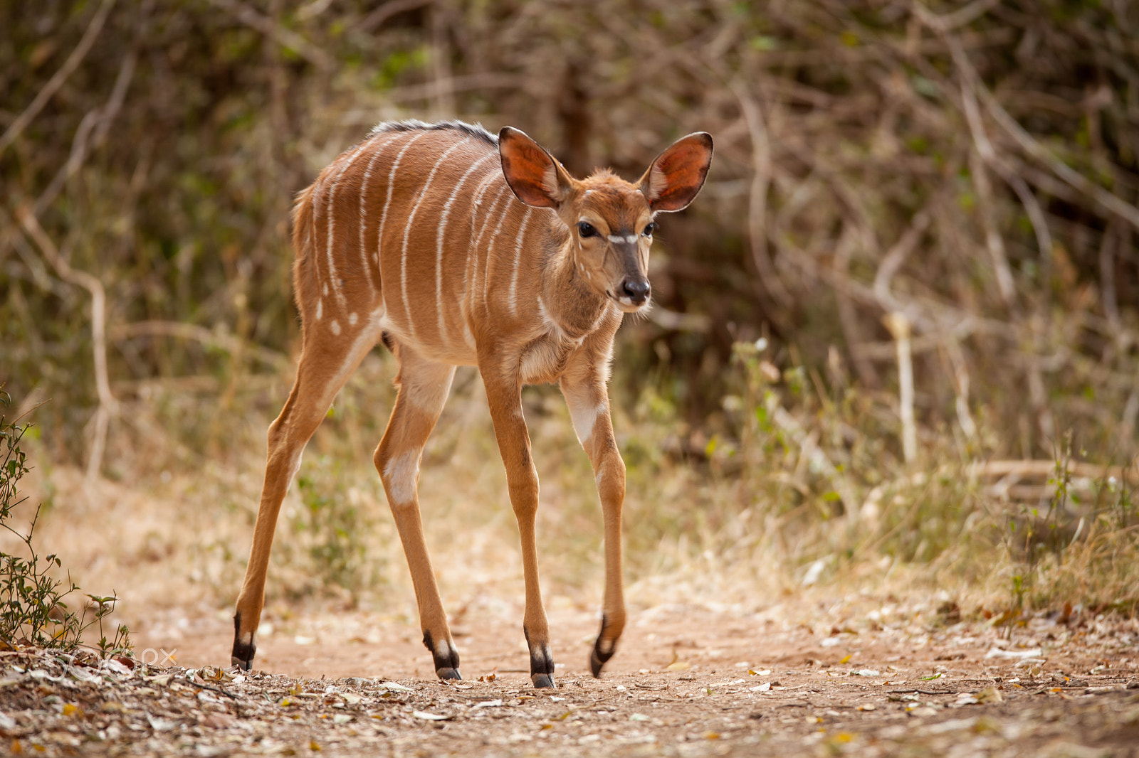 Canon EF 600mm f/4L IS sample photo. The secretive nyala photography