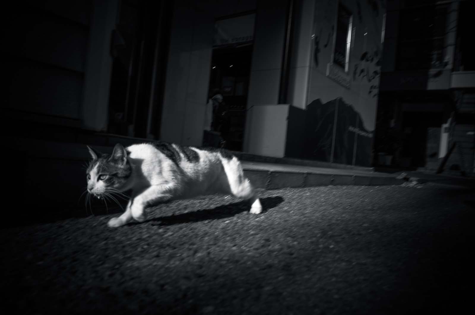 Ricoh GR + GR Lens sample photo. Monochrome cat photography
