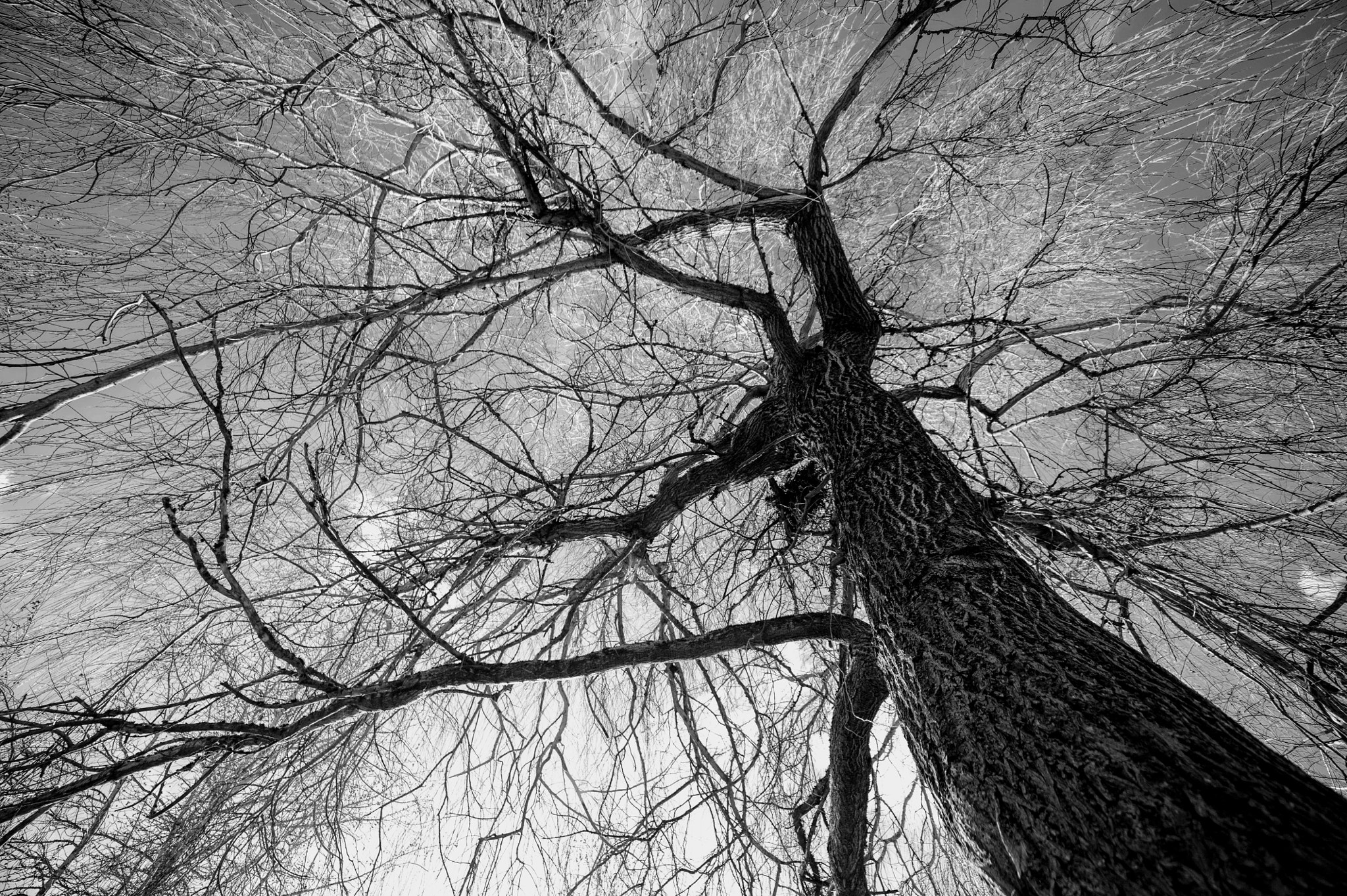 Samyang 14mm F2.8 ED AS IF UMC sample photo. What a tree! photography