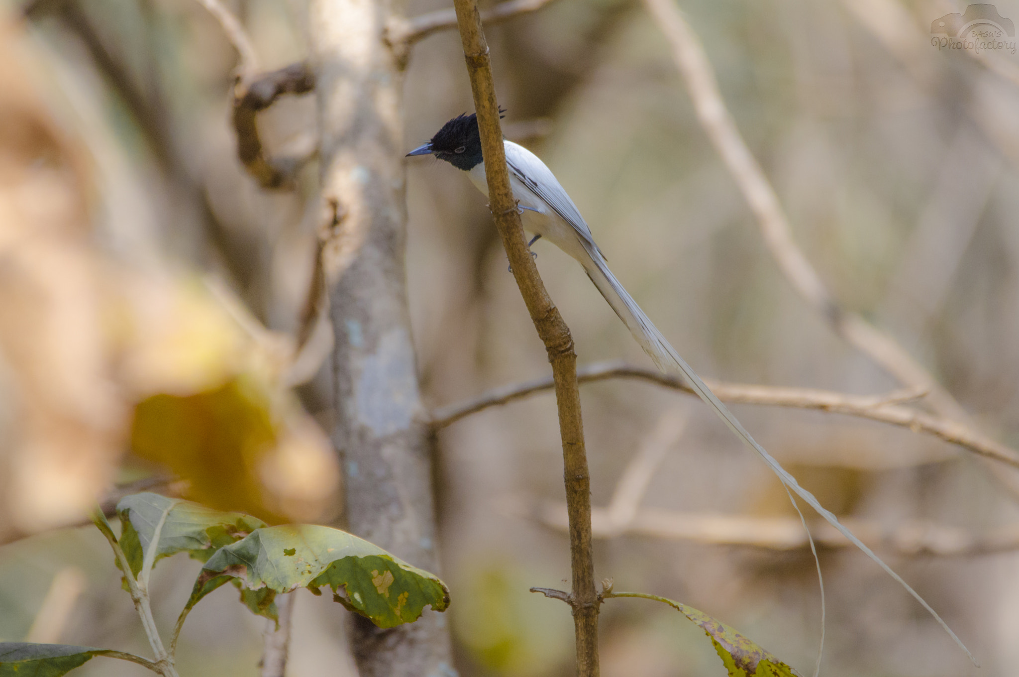 Sigma 150-600mm F5-6.3 DG OS HSM | C sample photo. Asian paradise flycatcher male- white morph photography