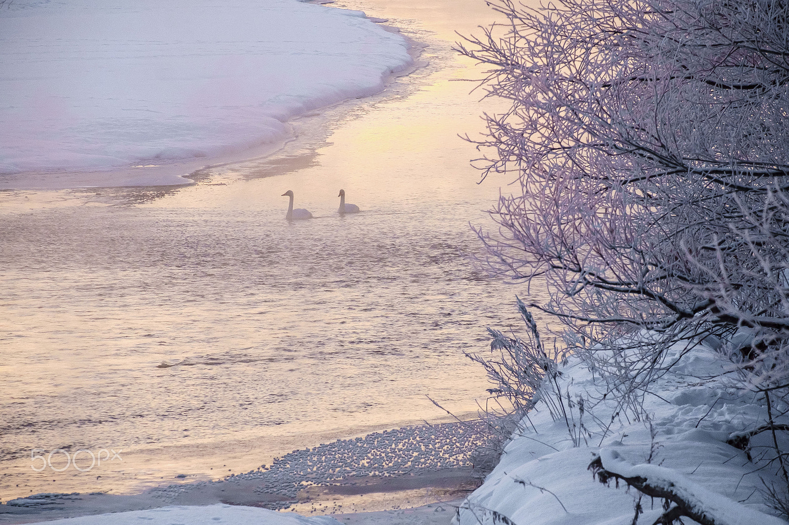 Fujifilm XF 55-200mm F3.5-4.8 R LM OIS sample photo. Snow swan photography