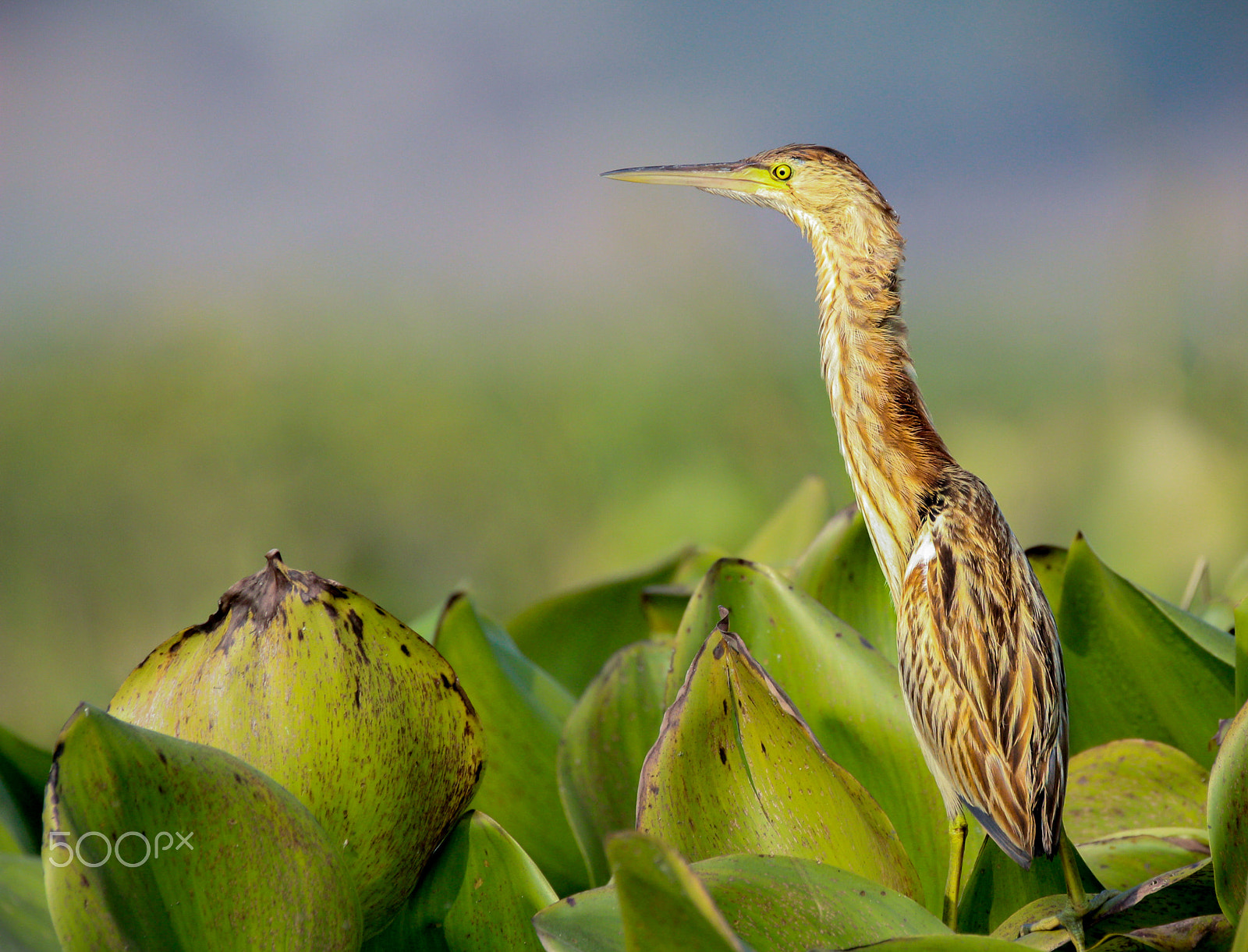 Tamron SP 150-600mm F5-6.3 Di VC USD sample photo. A lone bittern photography
