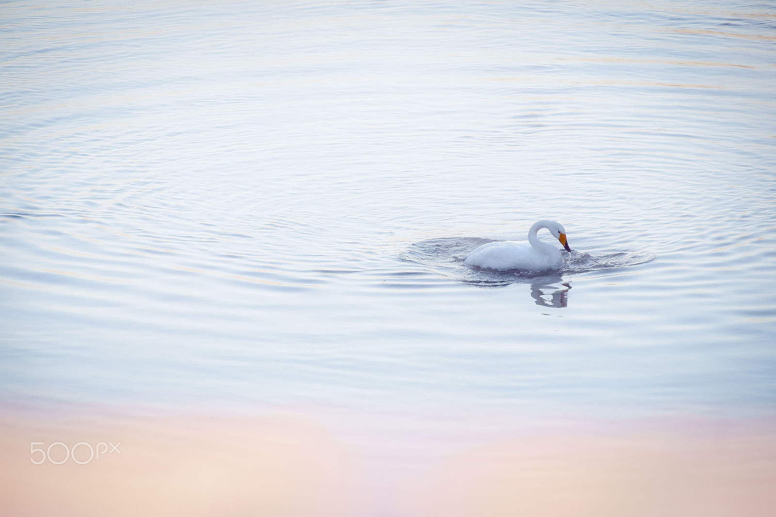 Fujifilm XF 55-200mm F3.5-4.8 R LM OIS sample photo. Snow swan photography