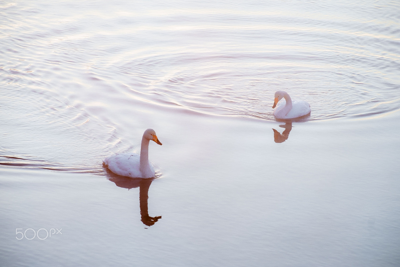 Fujifilm X-Pro1 + Fujifilm XF 55-200mm F3.5-4.8 R LM OIS sample photo. Snow swan photography