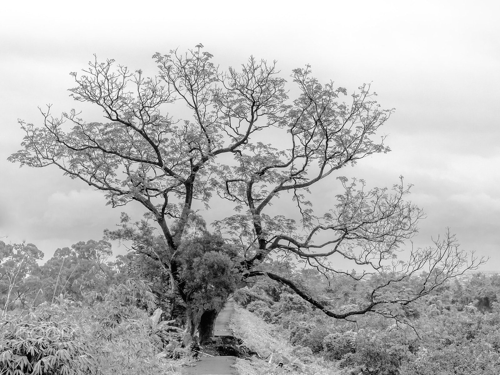 Sigma 24-105mm F4 DG OS HSM Art sample photo