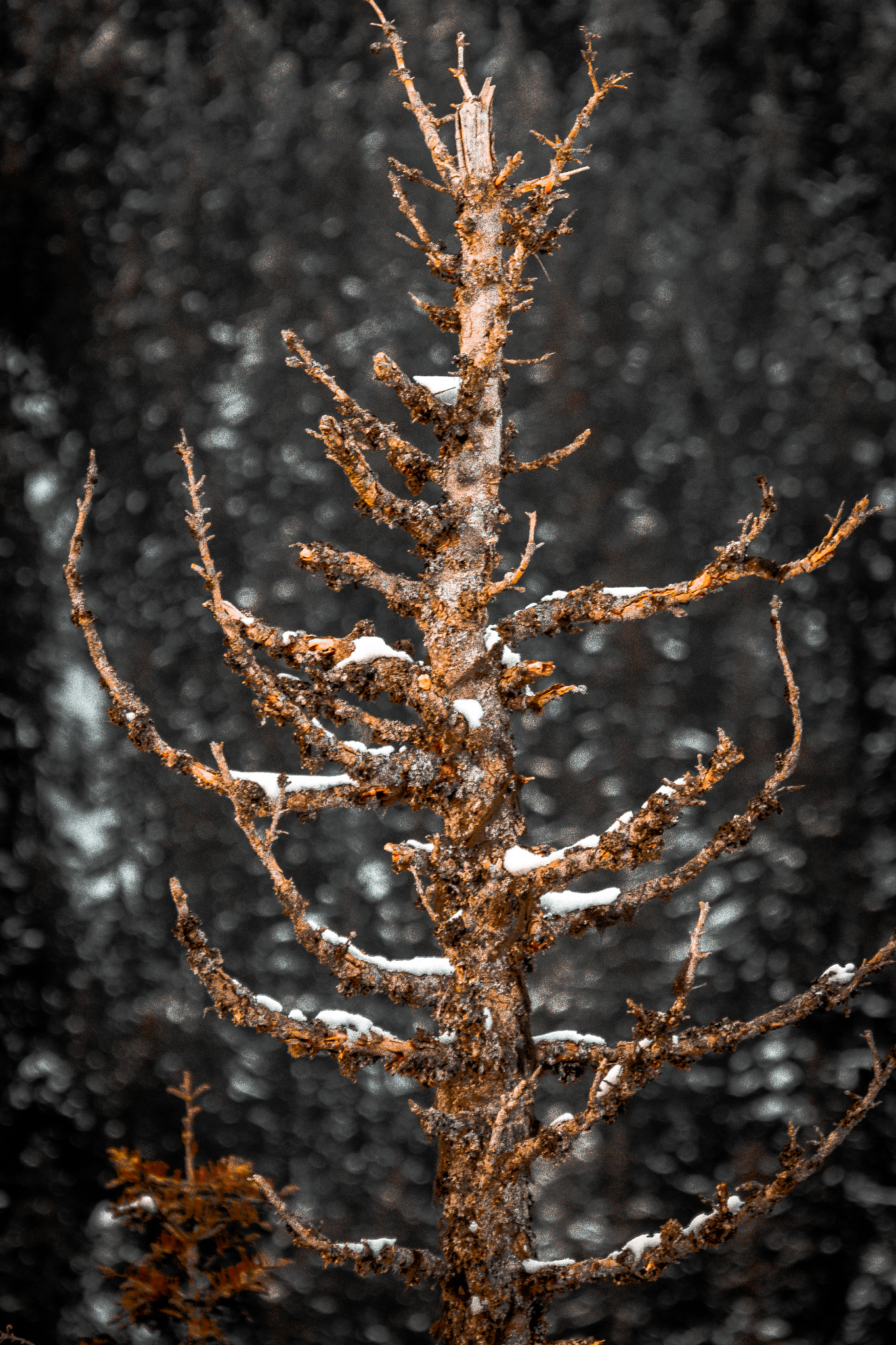 150-600mm F5-6.3 DG OS HSM | Contemporary 015 sample photo. Solid photography
