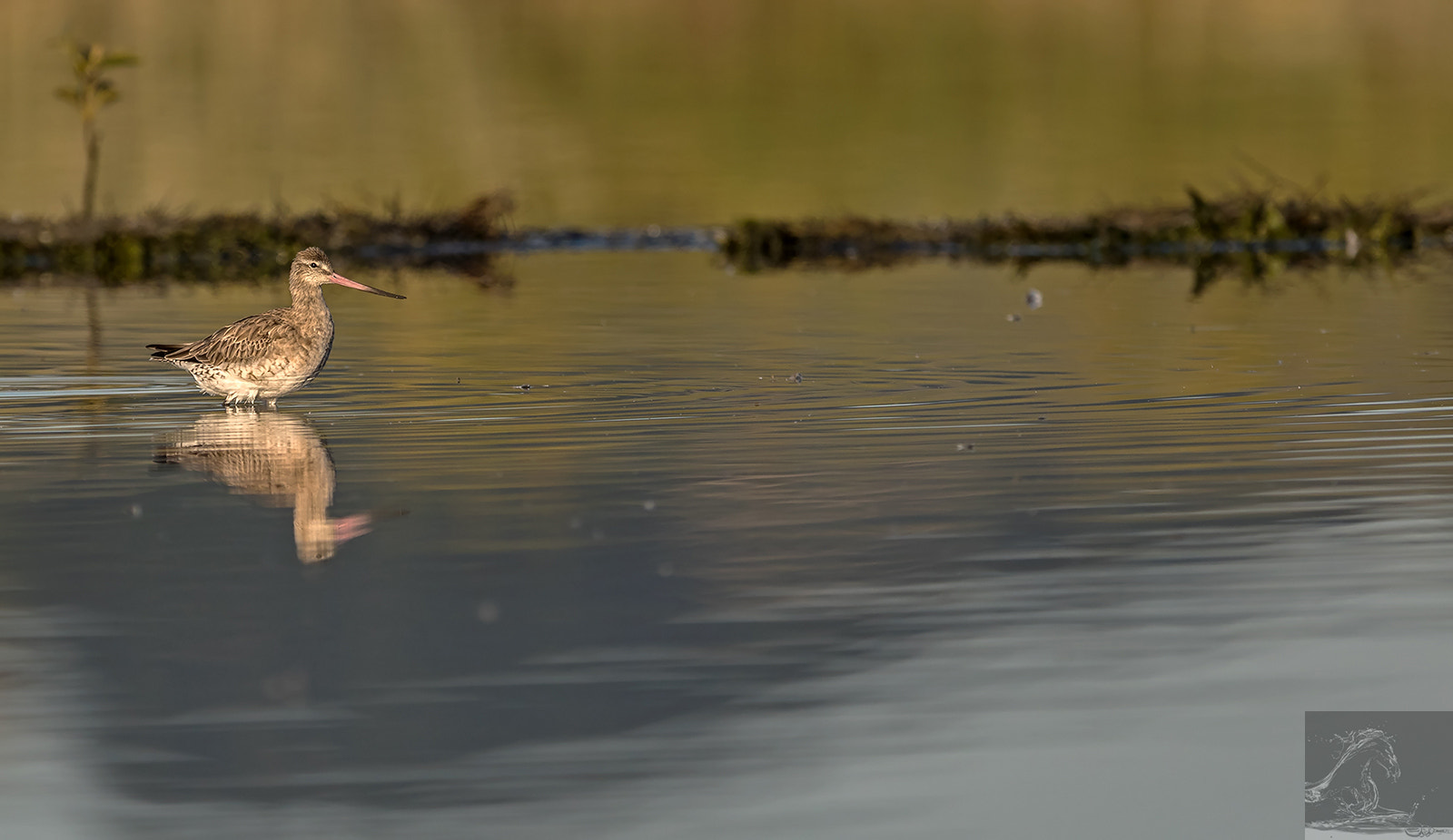 Canon EF 300mm F2.8L IS USM sample photo. Bar-tailed godwit 36 photography