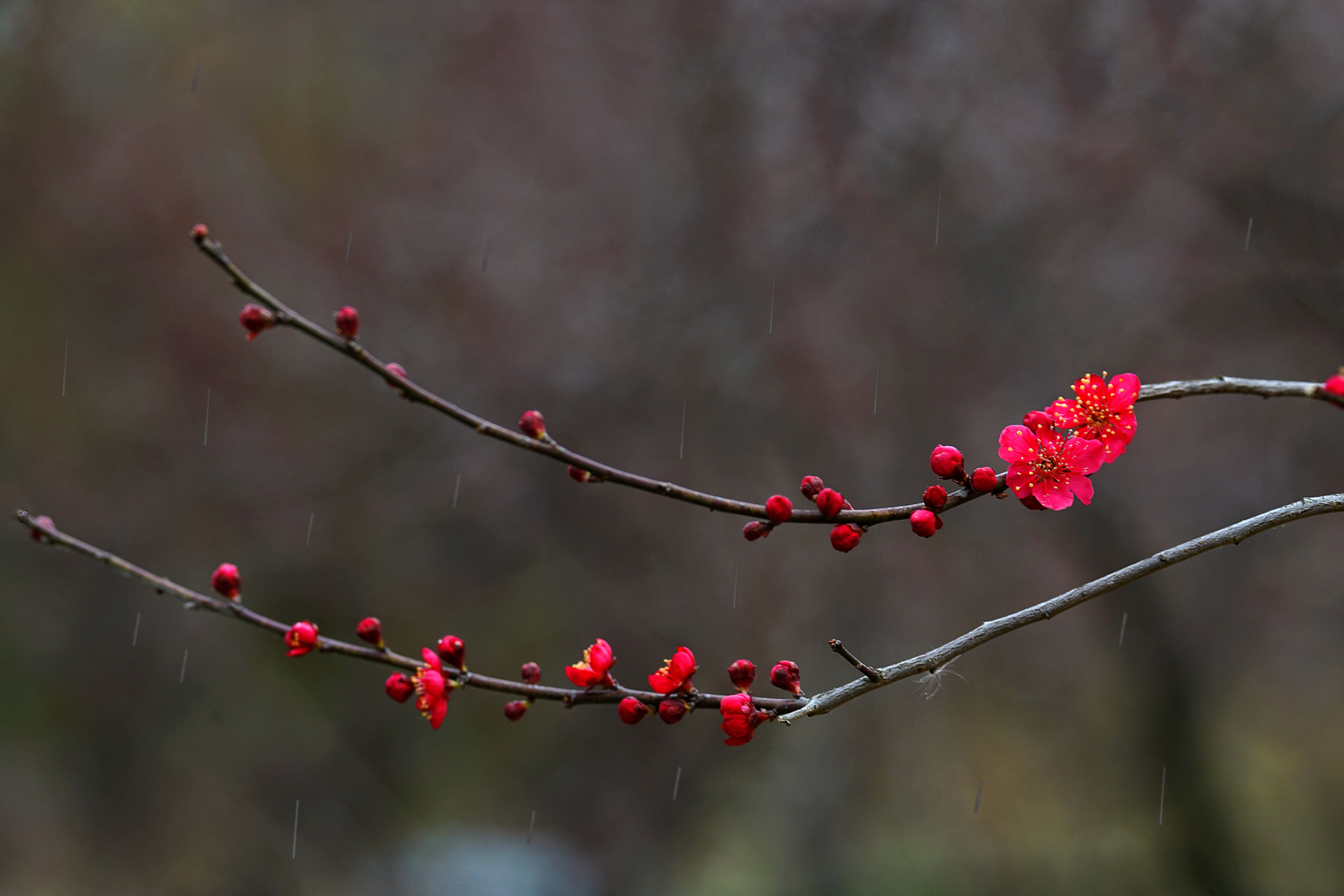 Sony 70-400mm F4-5.6 G SSM II sample photo. 雪中红梅分外红 photography