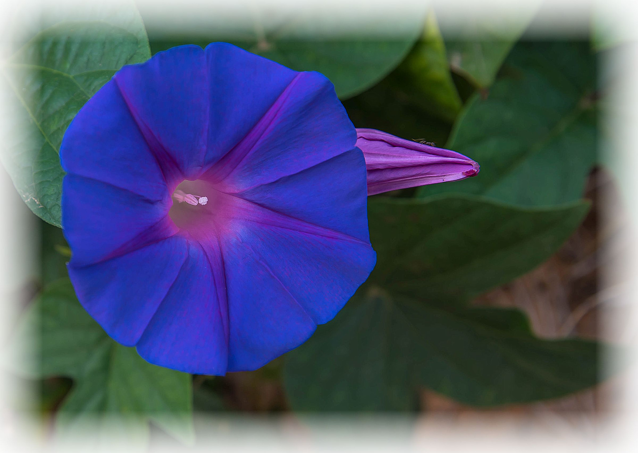 Sigma 24-70mm F2.8 EX DG HSM sample photo. Light in the heart photography