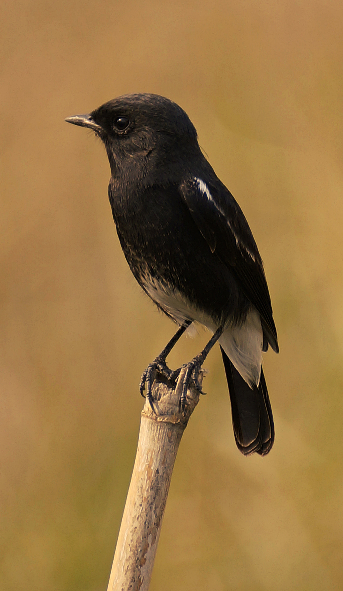 Sony SLT-A57 sample photo. Pied bushchat, perched! photography