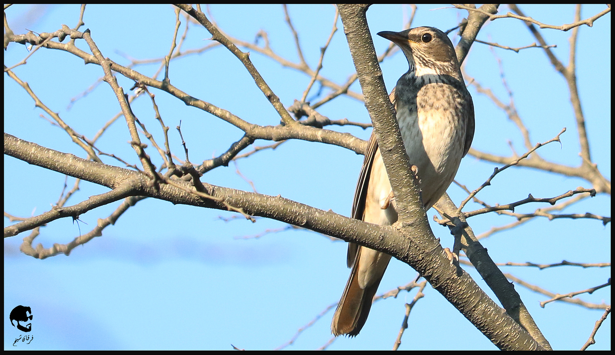 Canon EF-S 55-250mm F4-5.6 IS STM sample photo. Turdus atrogularis photography