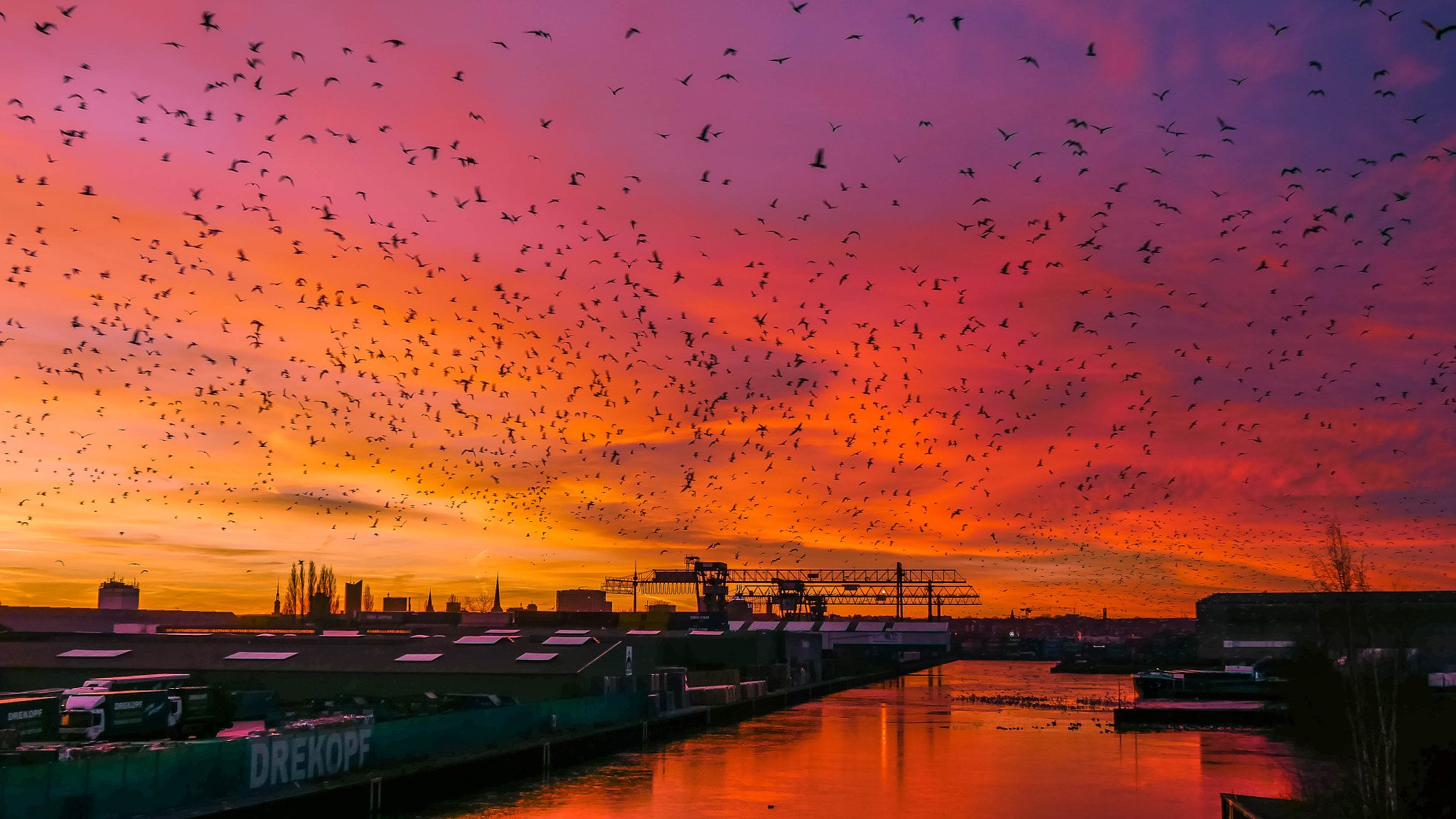 Panasonic DMC-G81 sample photo. Birds at sunrise photography