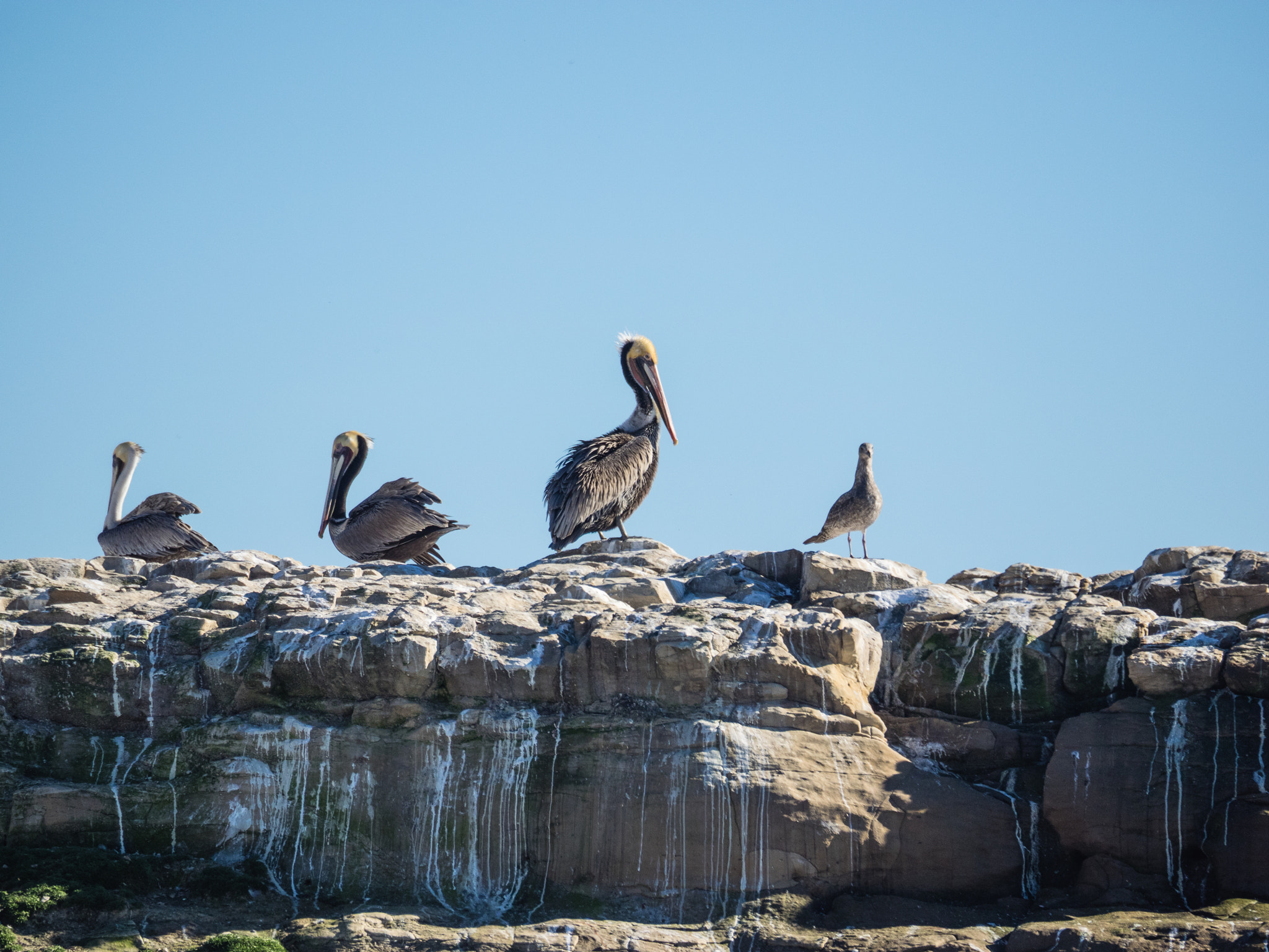 Olympus OM-D E-M1 sample photo. Brown pelicans photography