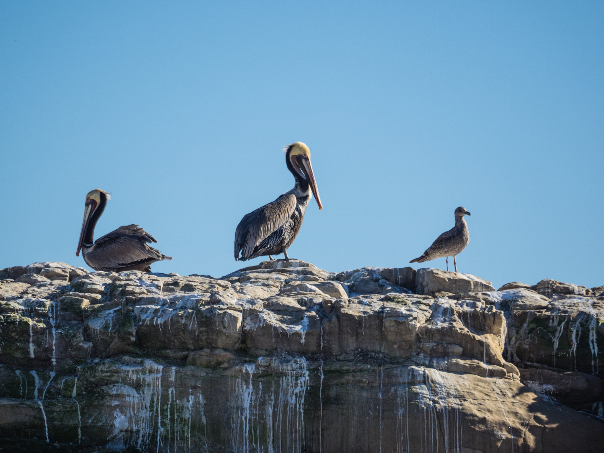 Olympus OM-D E-M1 sample photo. Brown pelicans photography