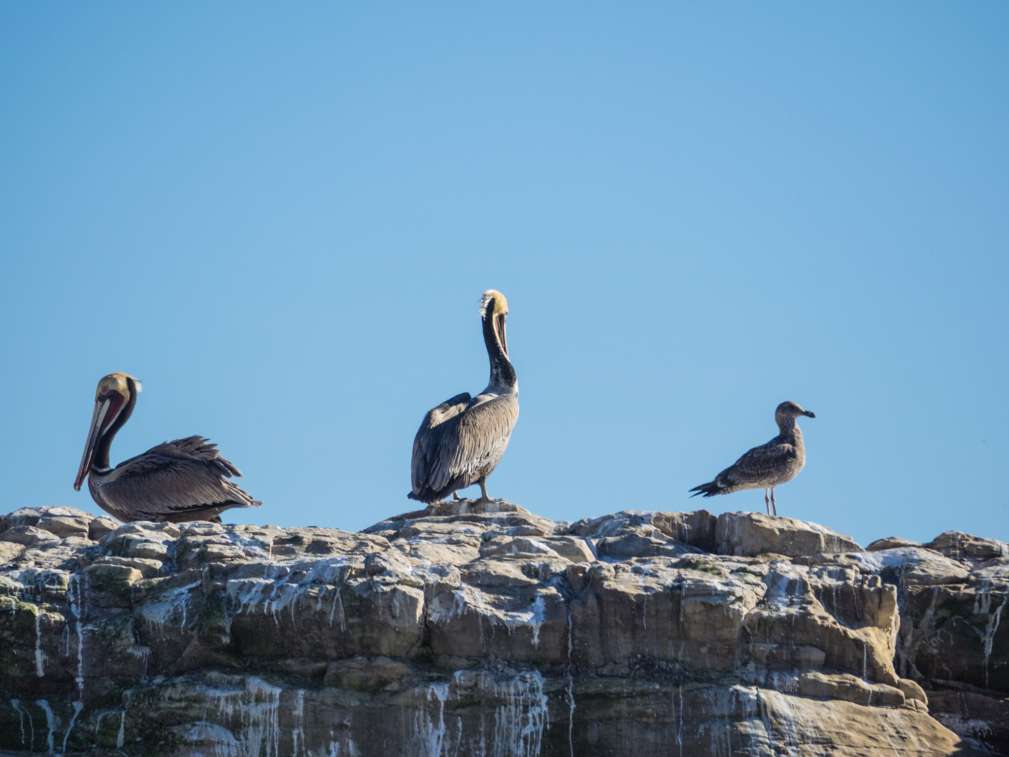 Olympus OM-D E-M1 sample photo. Brown pelicans photography