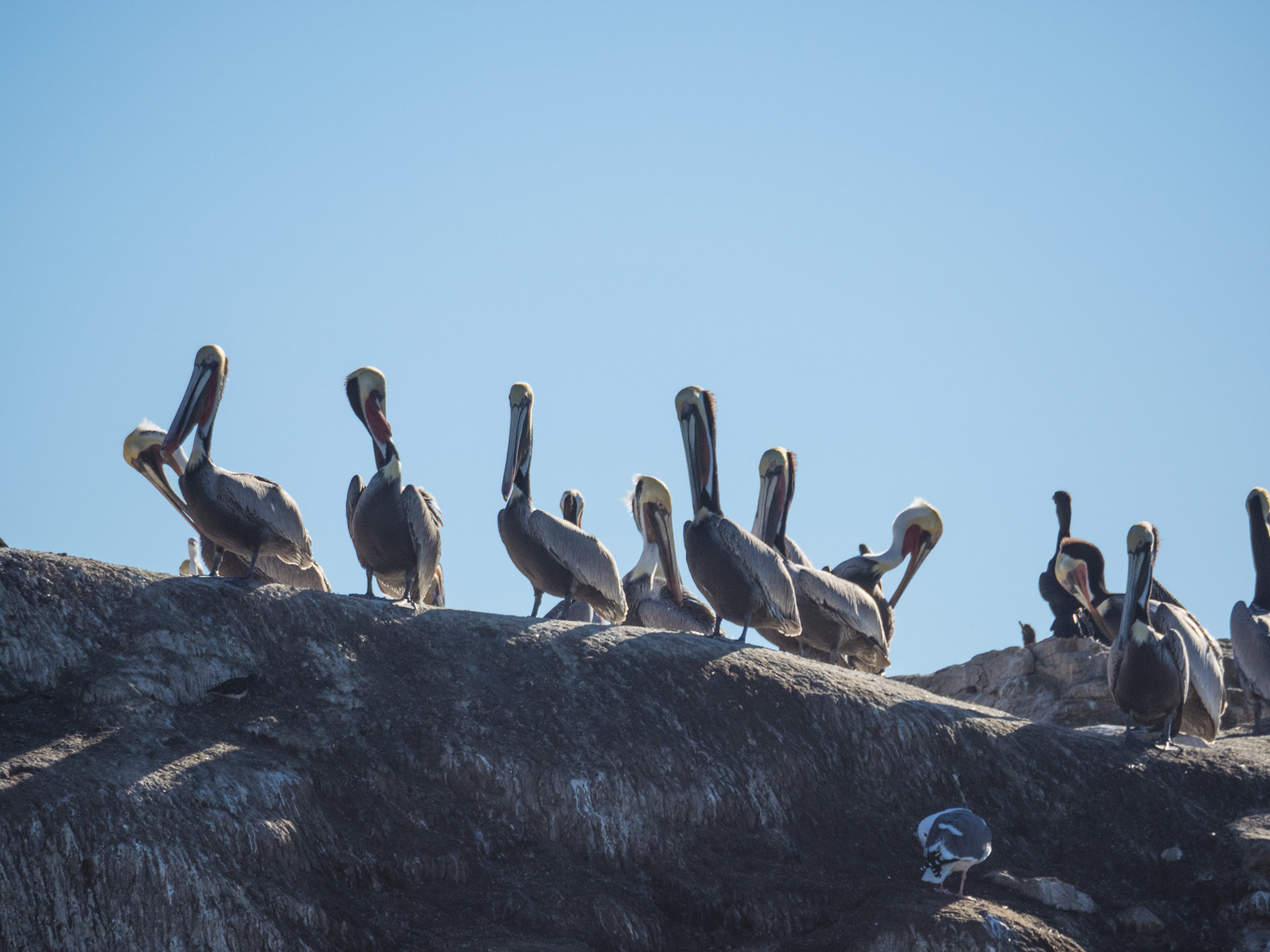 Olympus OM-D E-M1 sample photo. Brown pelicans photography